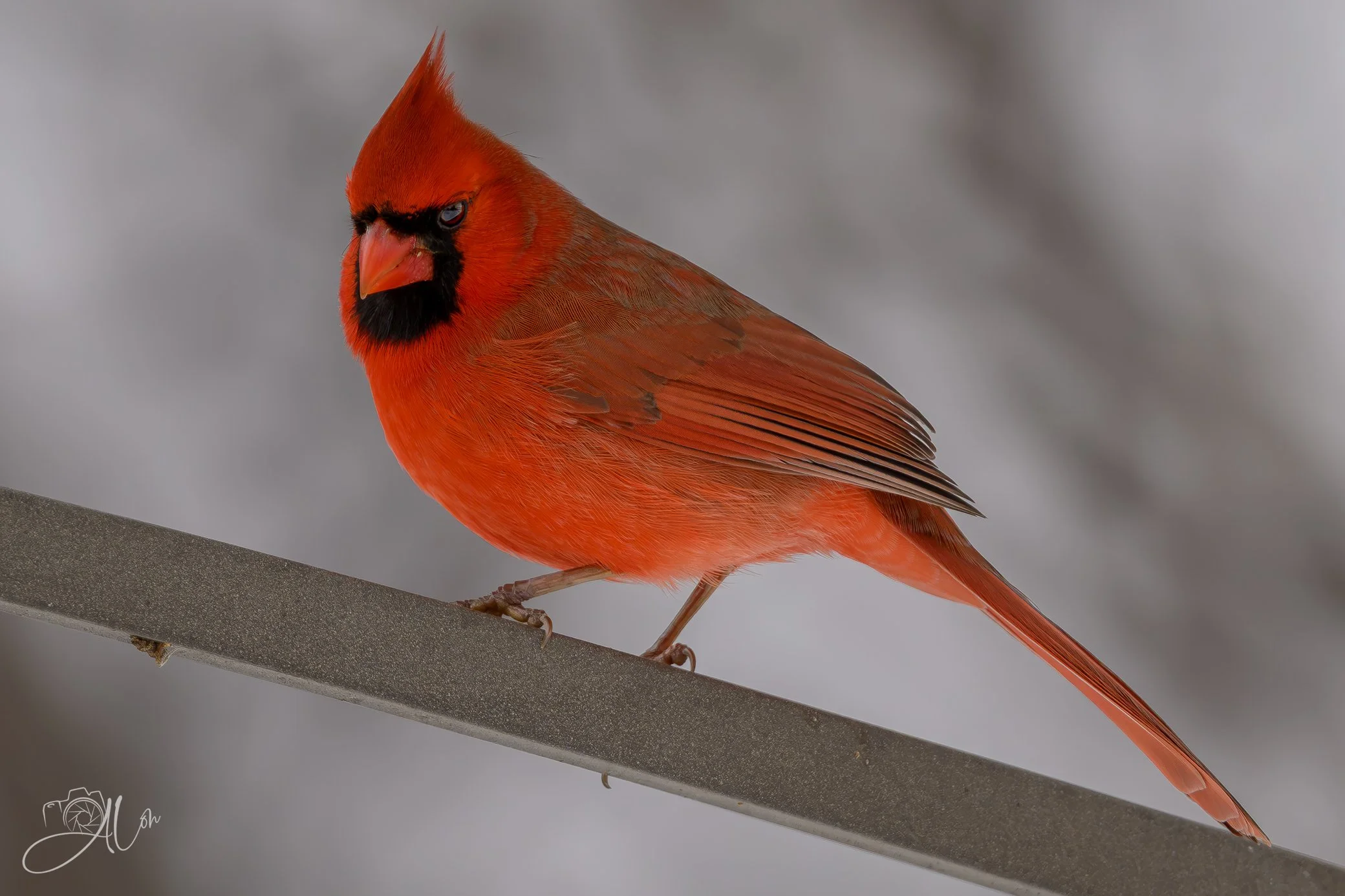 Who Put Their Gum Here?!!!
(Northern Cardinal)
0Z89656