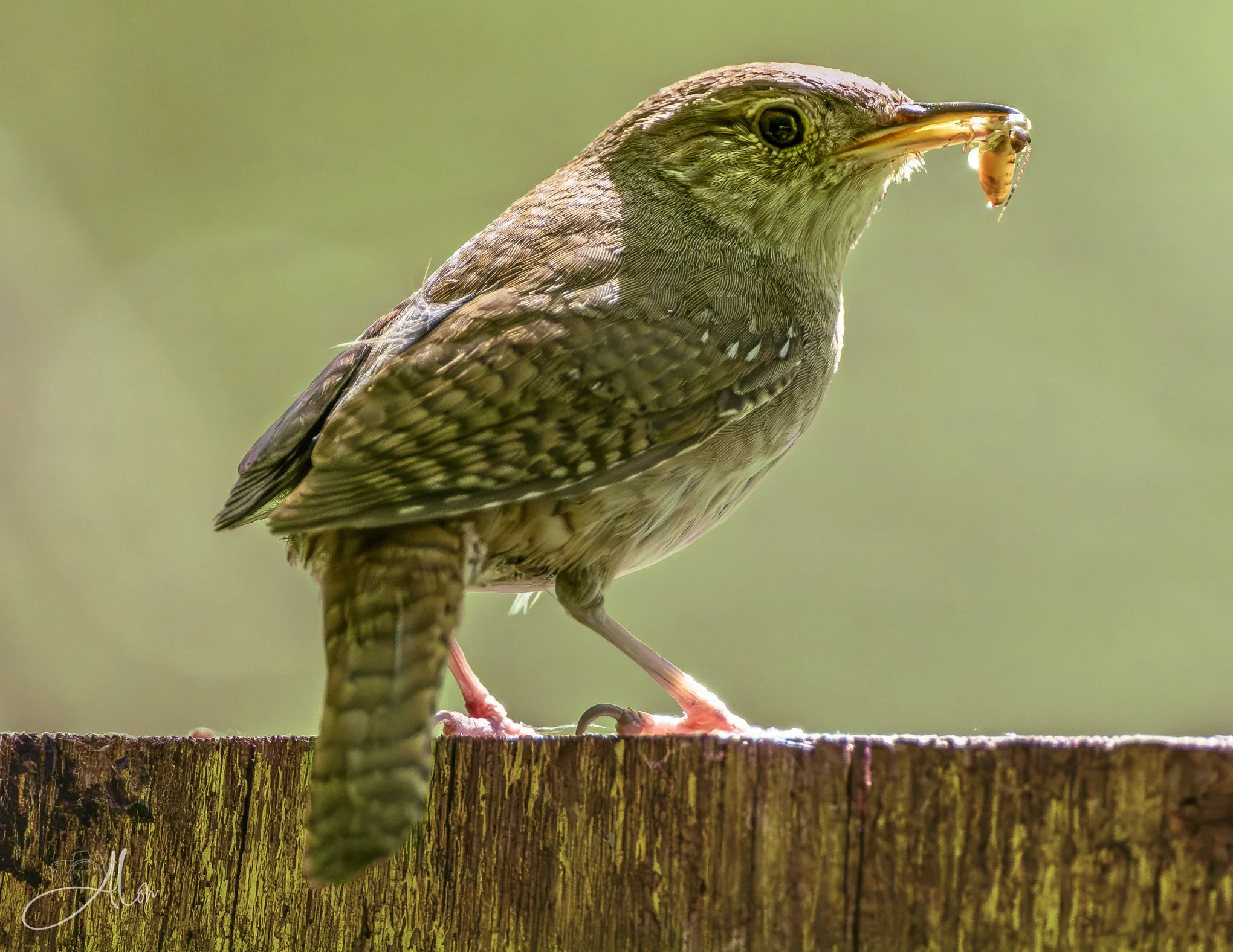 Terminix (Northern House Wren) Z8062126_7429
