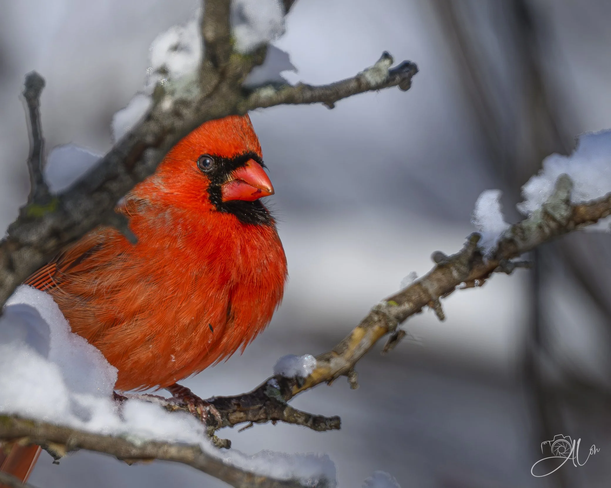 Damn! You Found Me!
(Northern Cardinal)
0Z86021