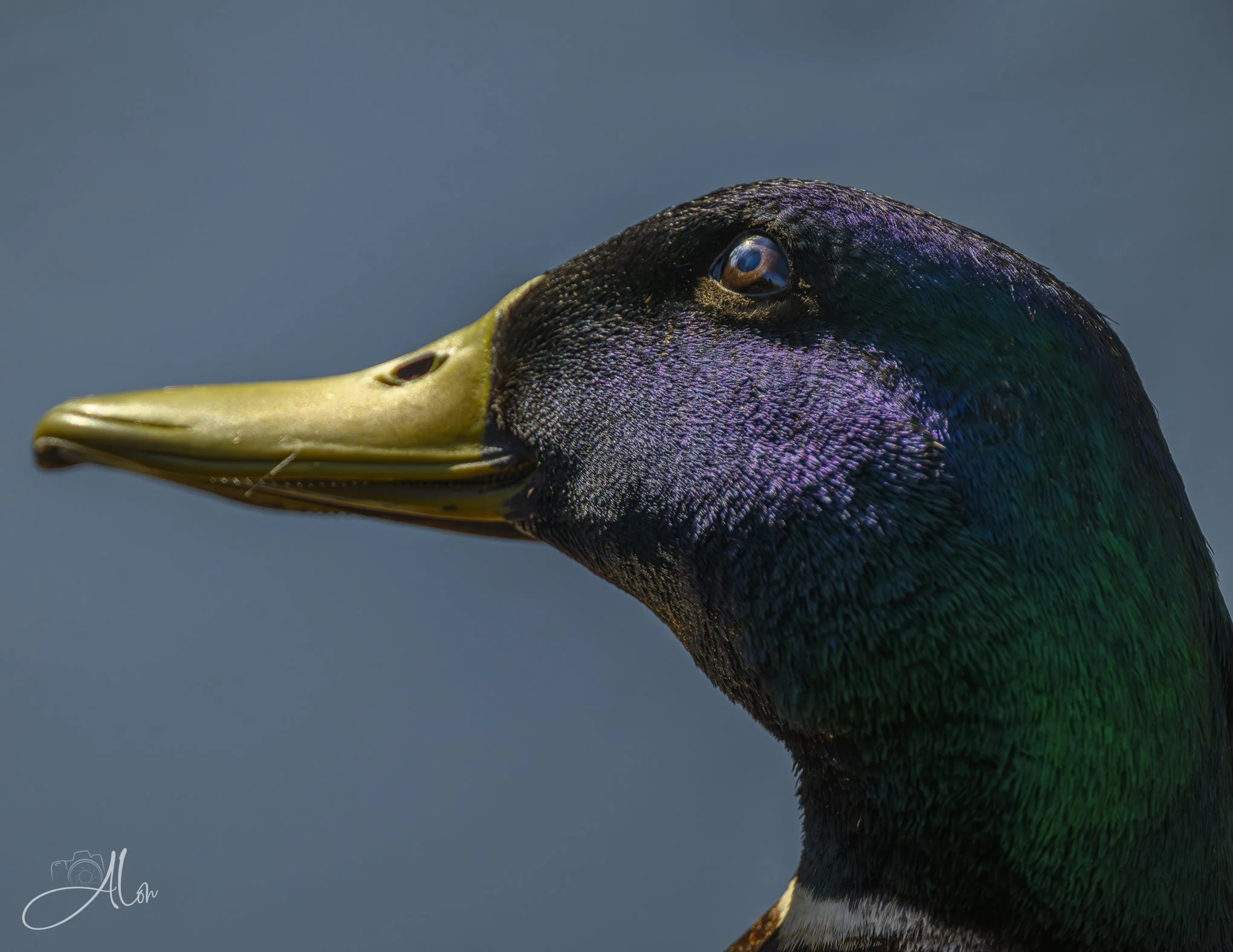 Sungazer
(Mallard)
0Z82212