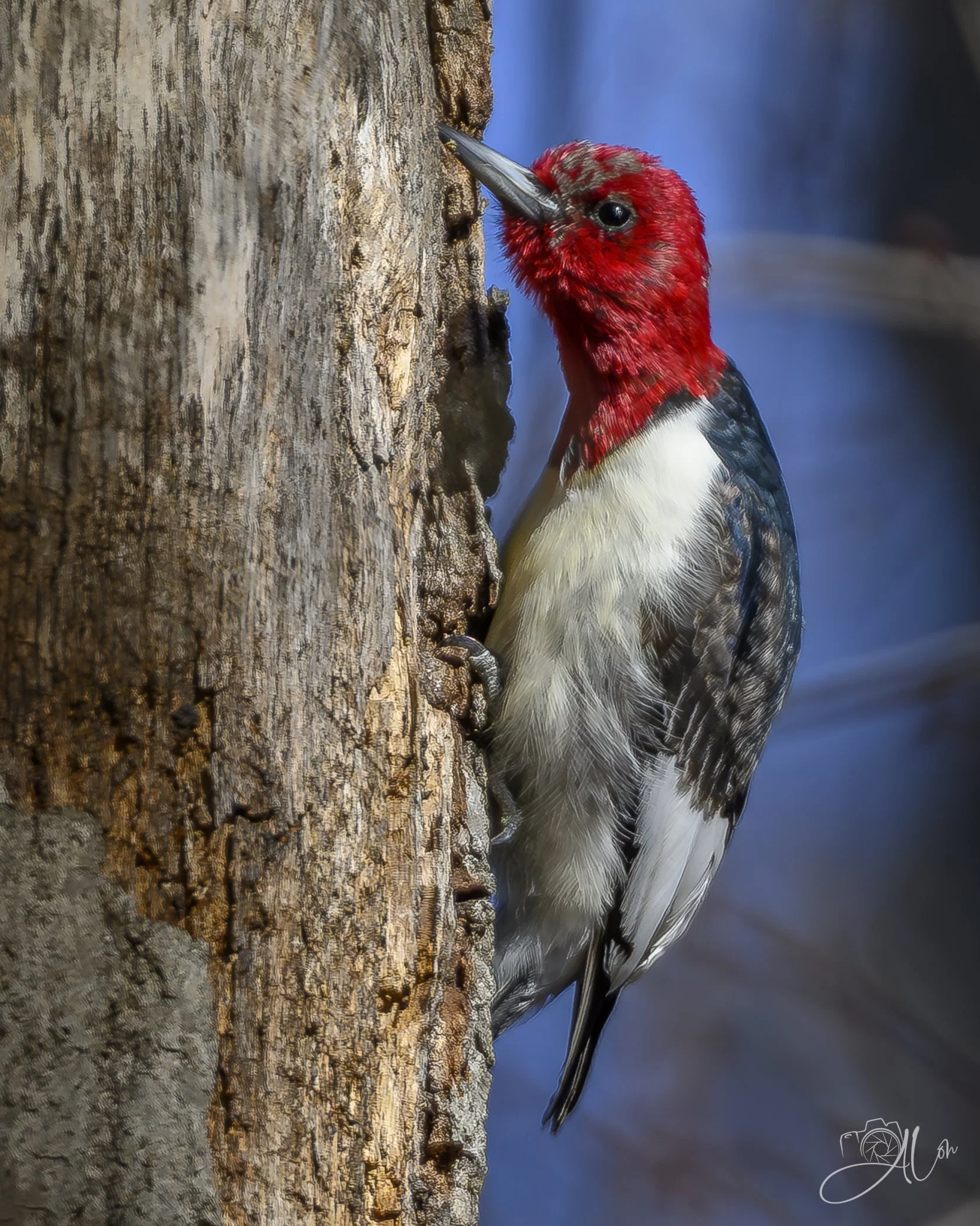 That's a Stretch
(Red-Headed Woodpecker)
0Z86695