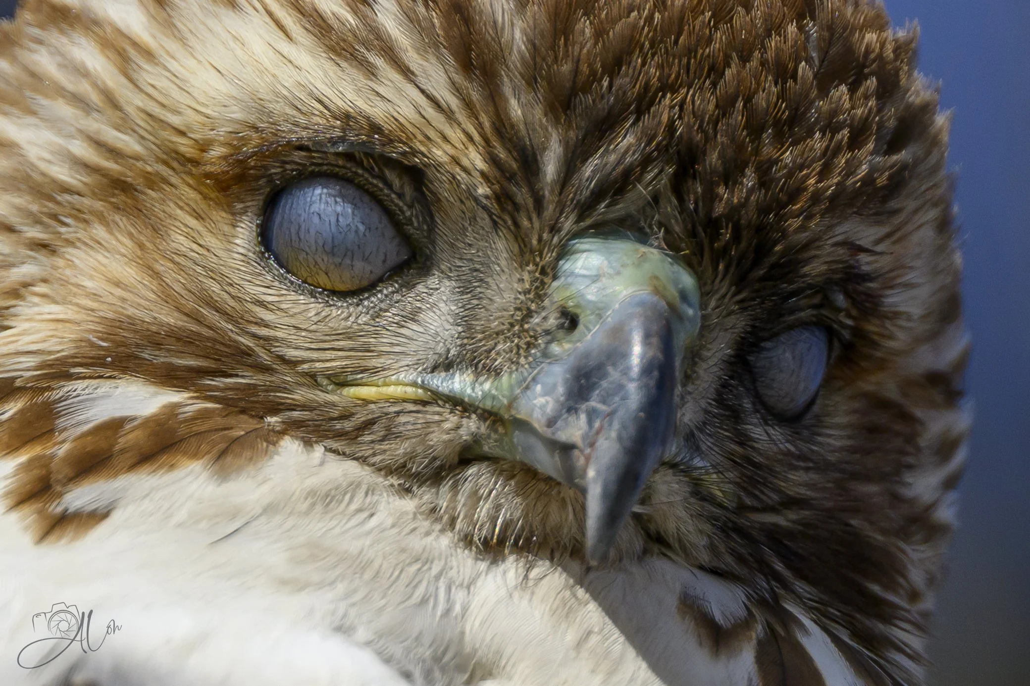 Demon Spawn
(Red-Tailed Hawk)
0Z87735