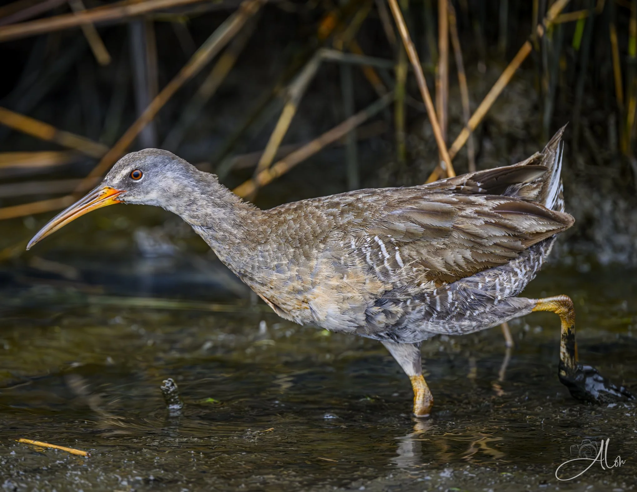 Easy Steps (Clapper Rail) Z8070526_1533