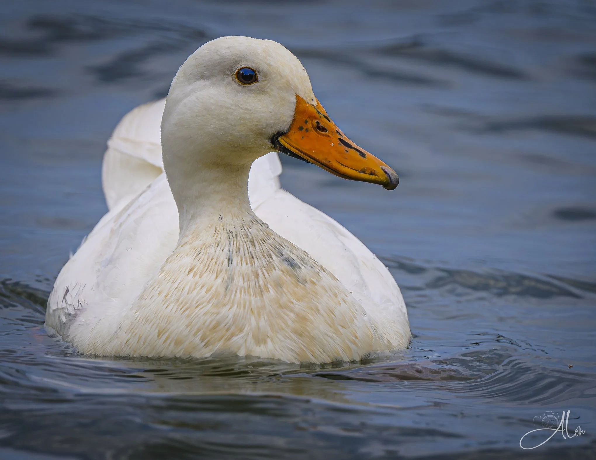 Mallard (uncommon in white)