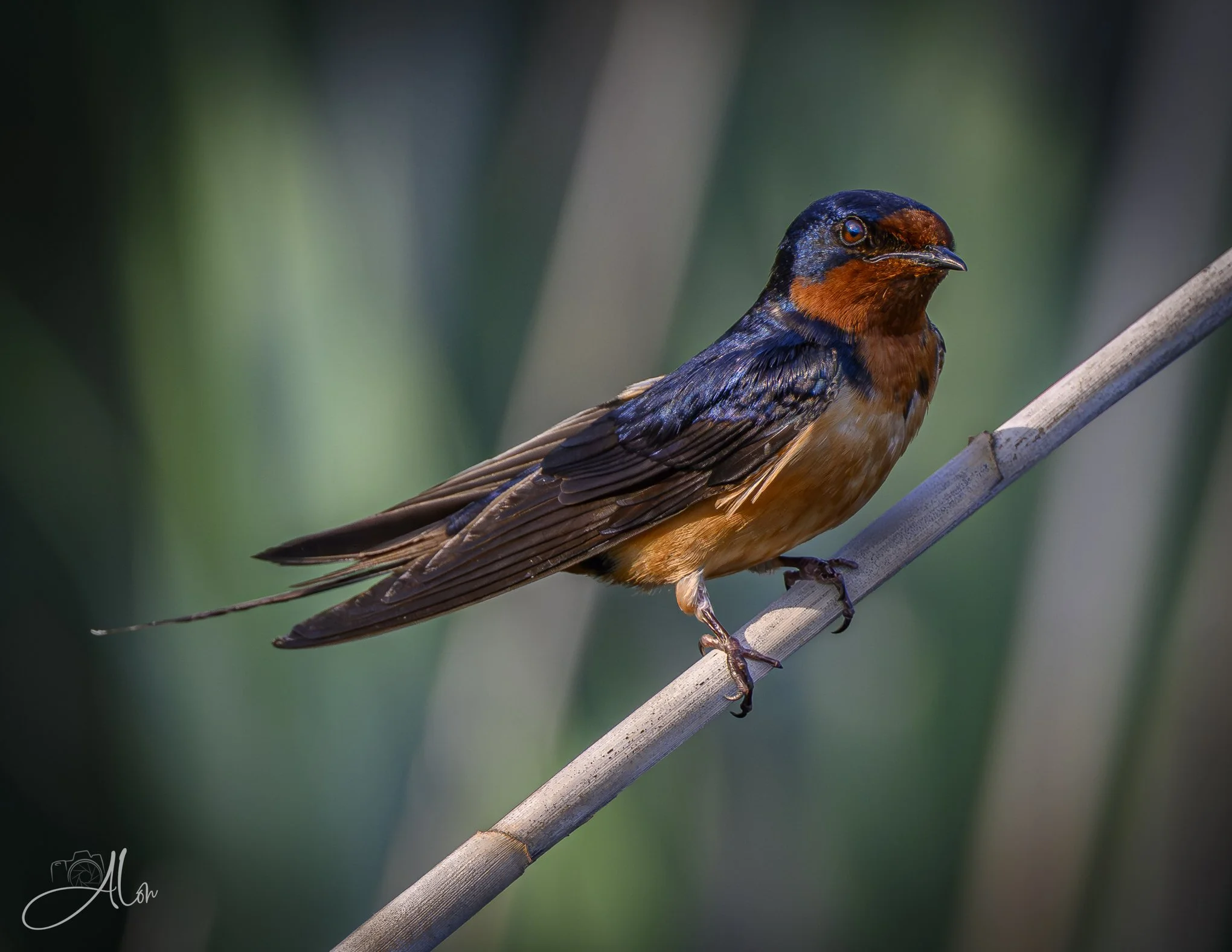 Burnt (Barn Swallow) Z8062926_7404