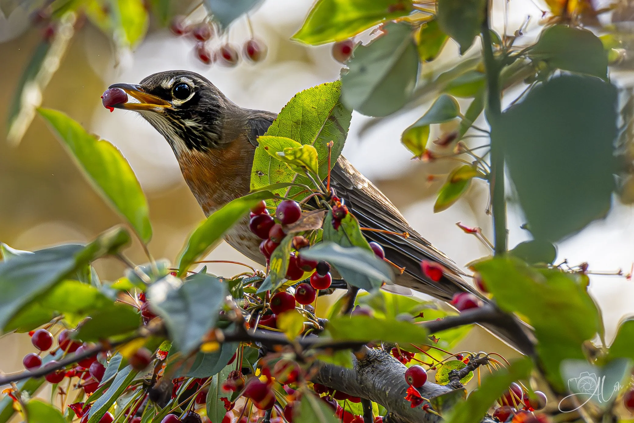 Hey Ma! Look What I found!
(American Robin)
0Z81151