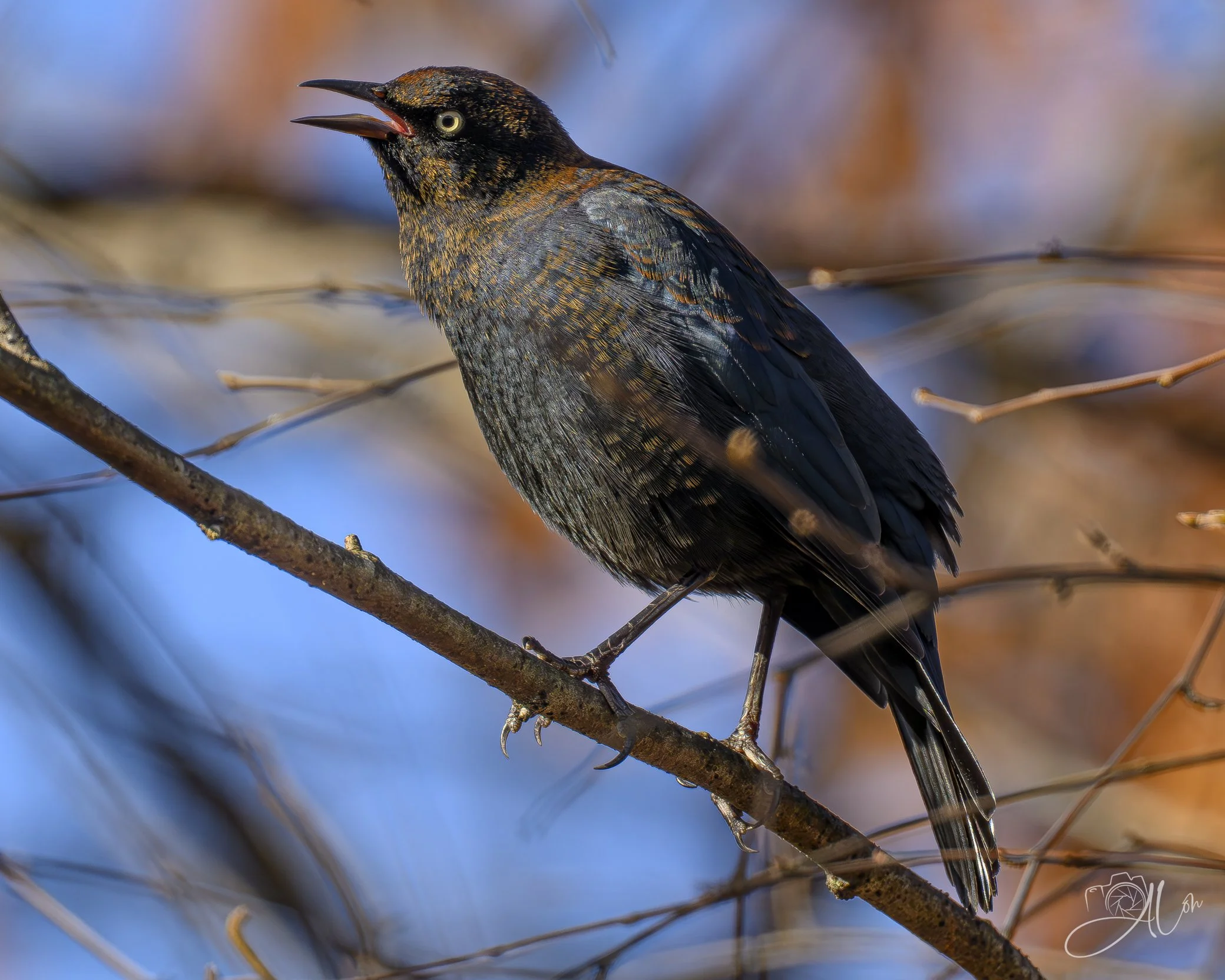 And Another Thing...
(Rusty Blackbird)
0Z89185