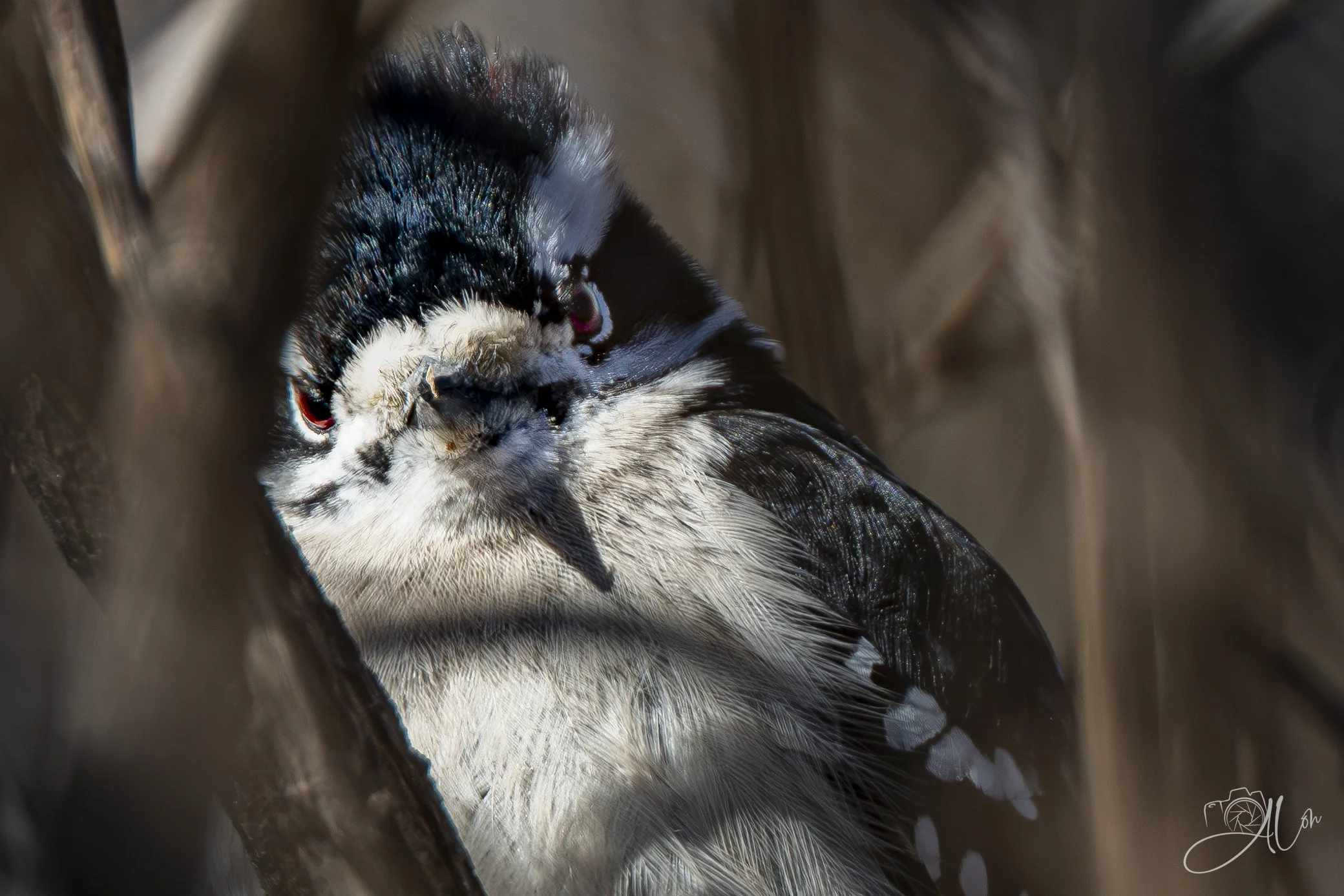 Here's Johnny!!!!!!
(Downy Woodpecker)
0Z86294