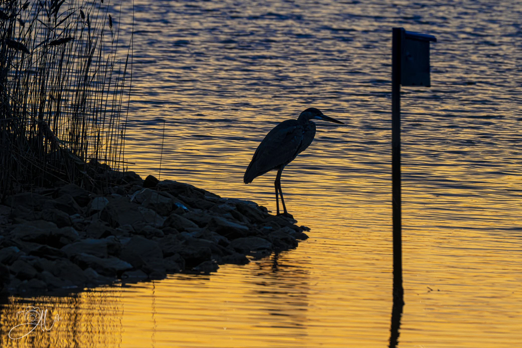Shade of Sunset 1
(Great Blue Heron)
0Z83710