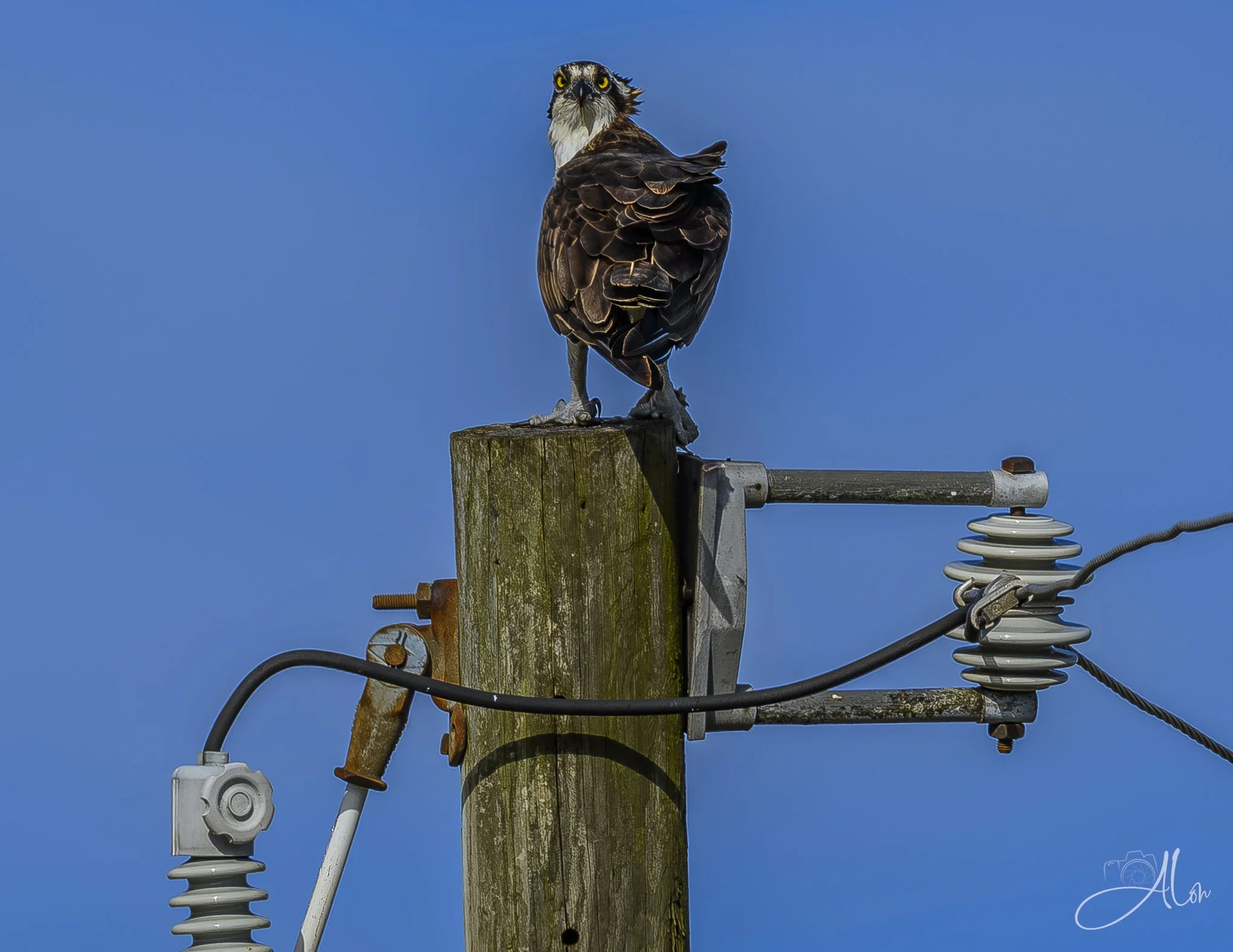 (Osprey)
0Z82047