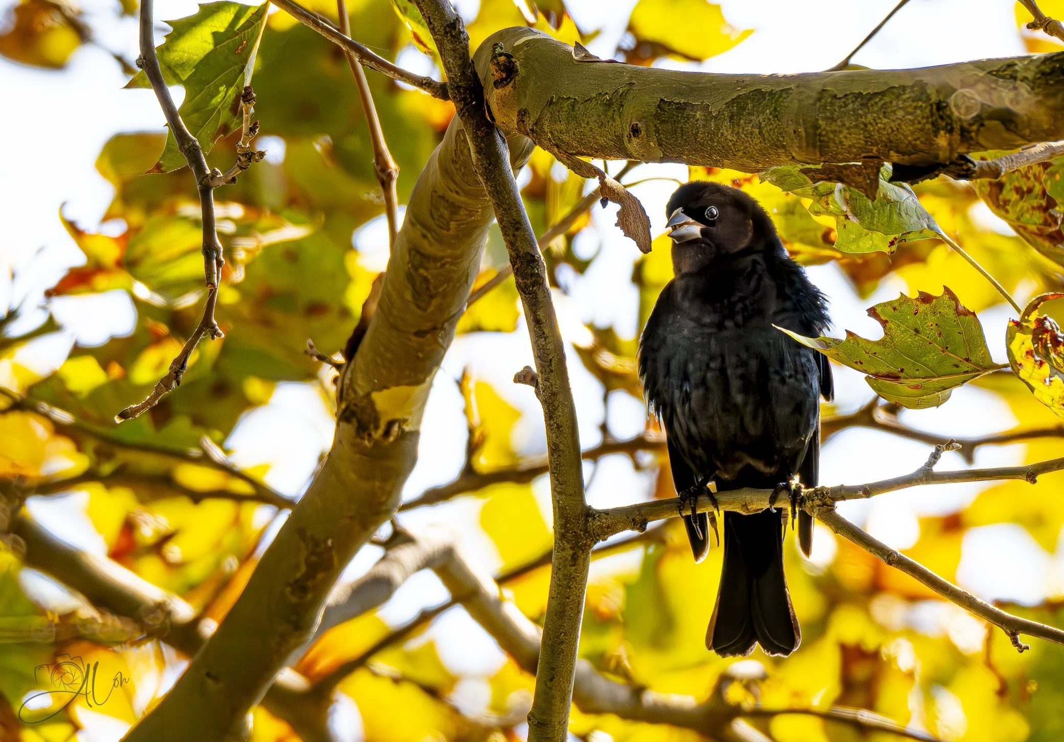 Make Up Your Mind
Brown-Headed Cowbird
0Z89892