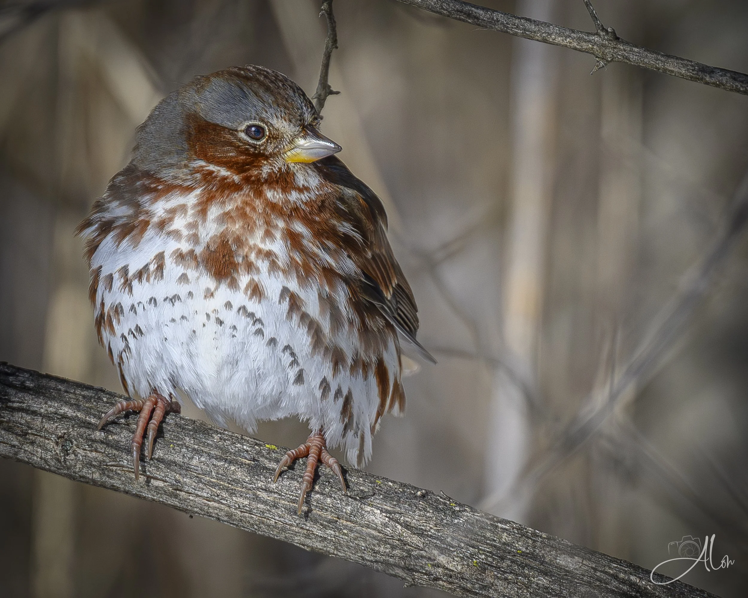 20th Century Sparrow (Fox Sparrow) 0Z83897
