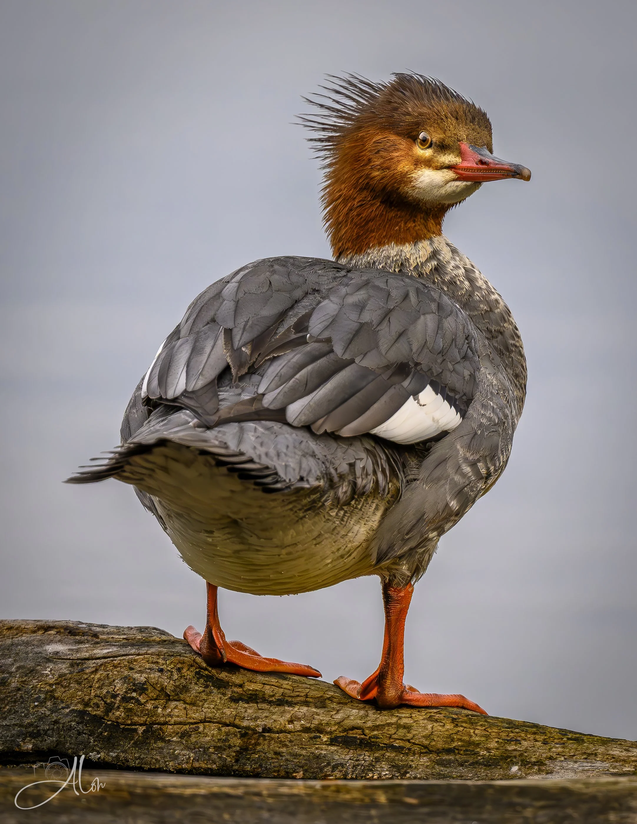 She's Sexy and She Knows It! (Common Merganser) 0Z80659