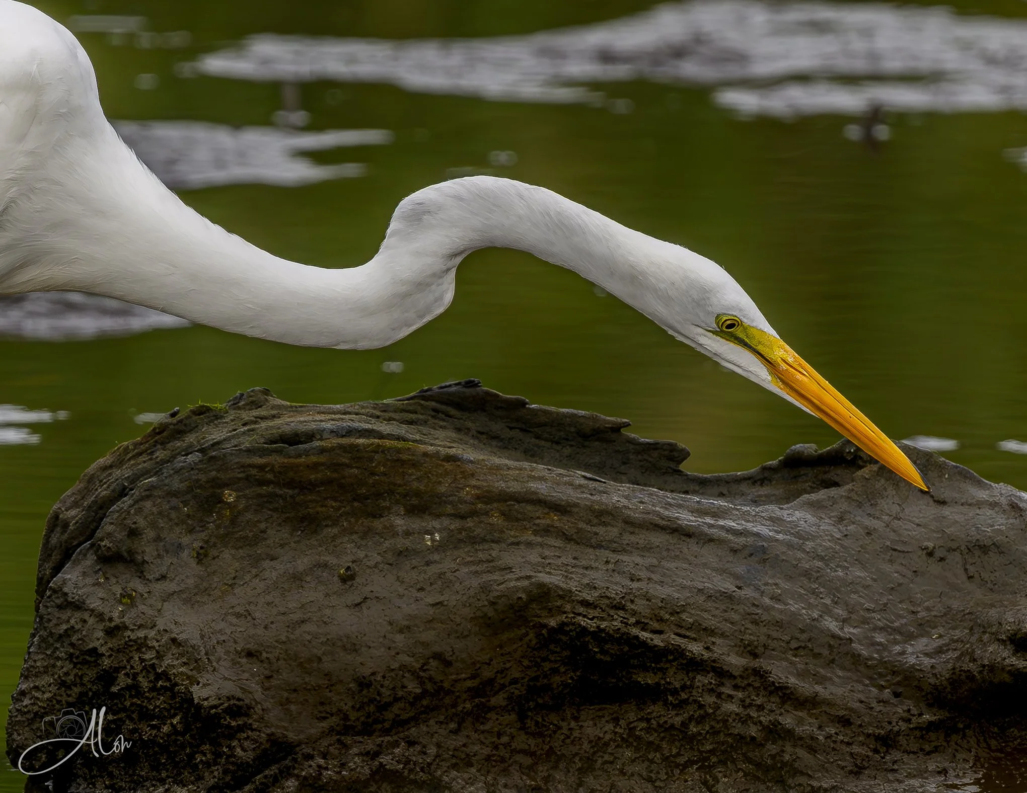 Termite Inspector (Great Heron) _0Z83857