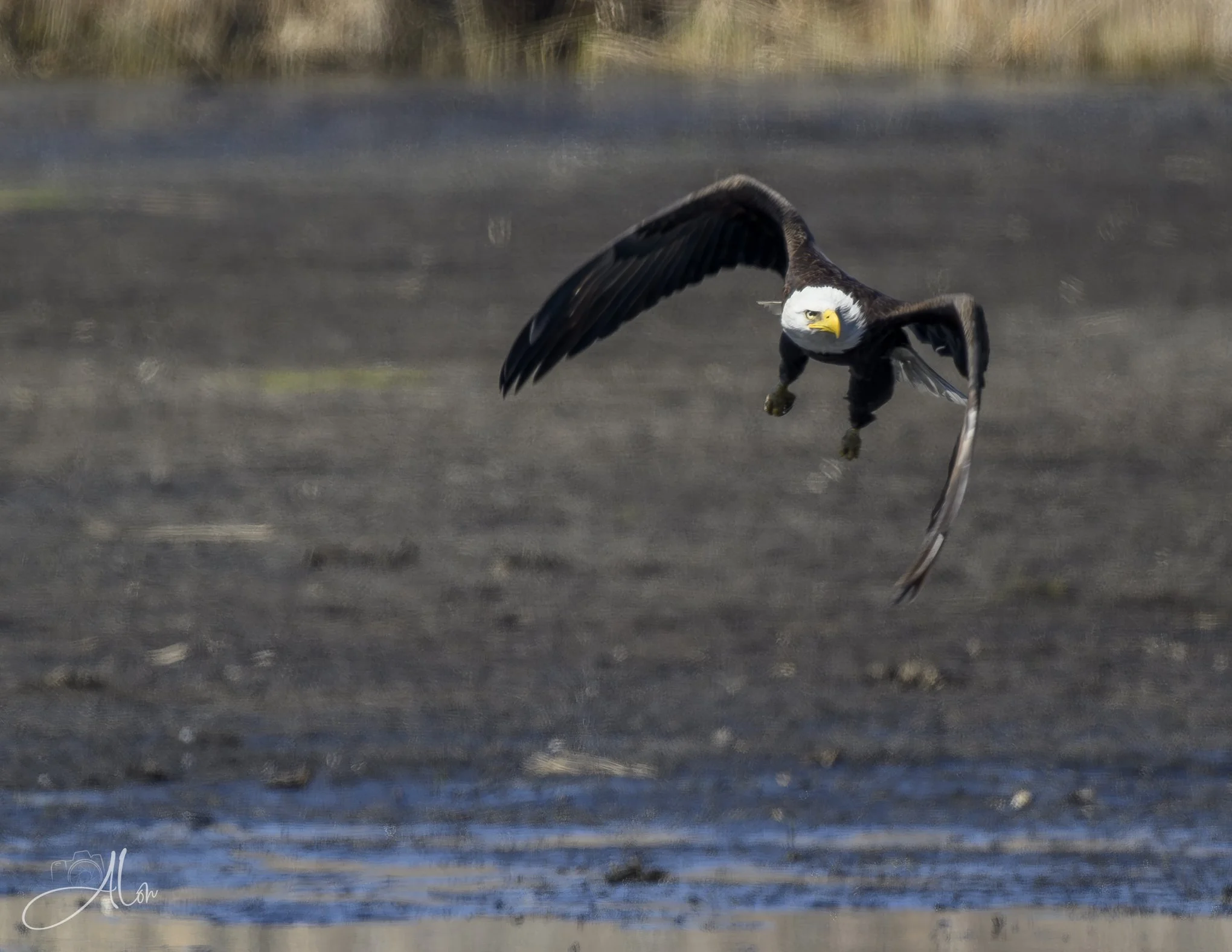 The First Flap
(Bald Eagle)
0Z83087