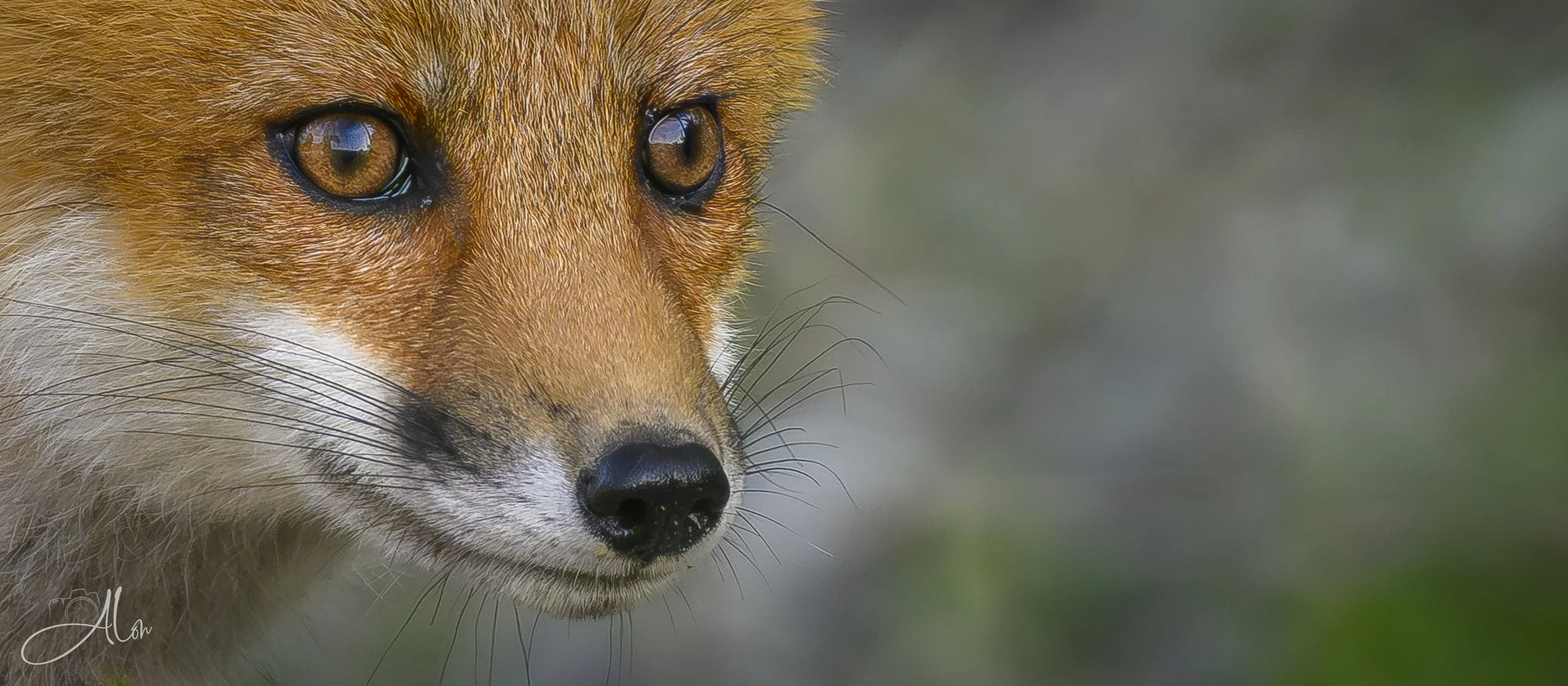 Close-up of a fox's face showing its amber eyes, pointed snout, and orange-brown fur with a blurred green background.