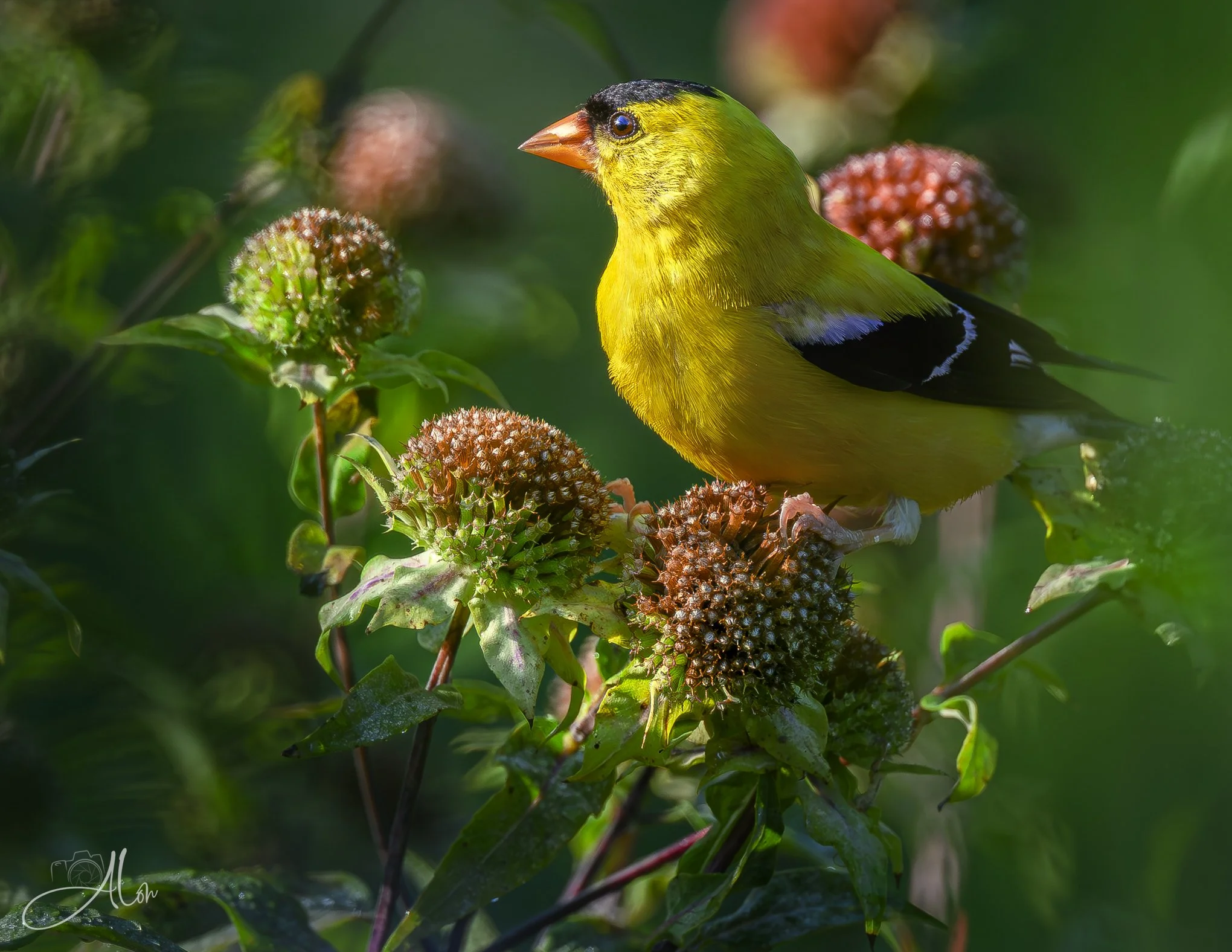 Surrounded (American Goldfinch) _0Z88800