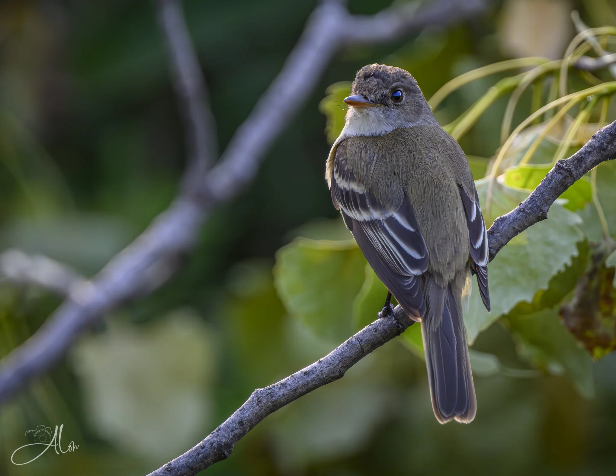 Where There's a Willow (Willow Flycatcher) Z8062926_7543