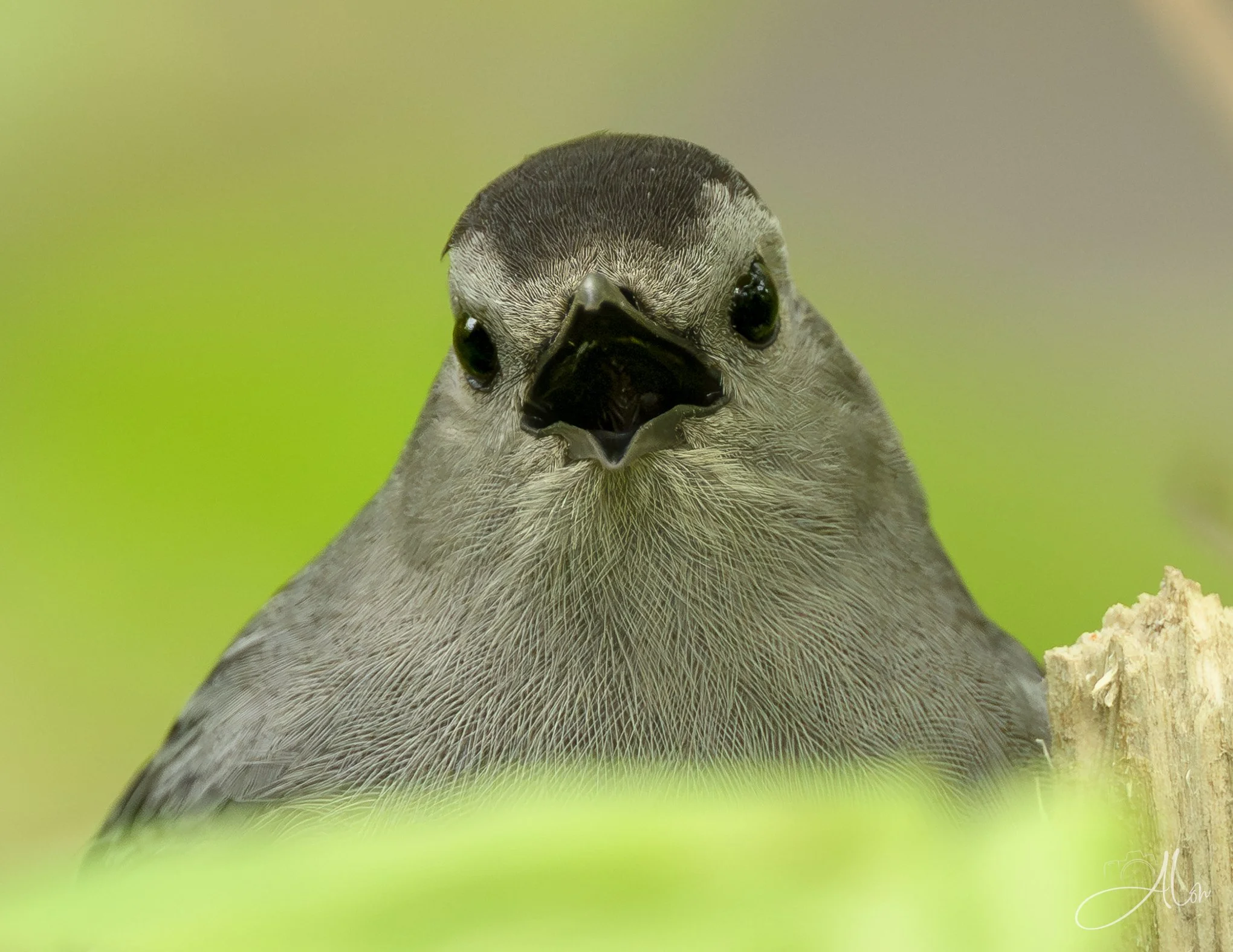 (Gray Catbird)
0Z89203
