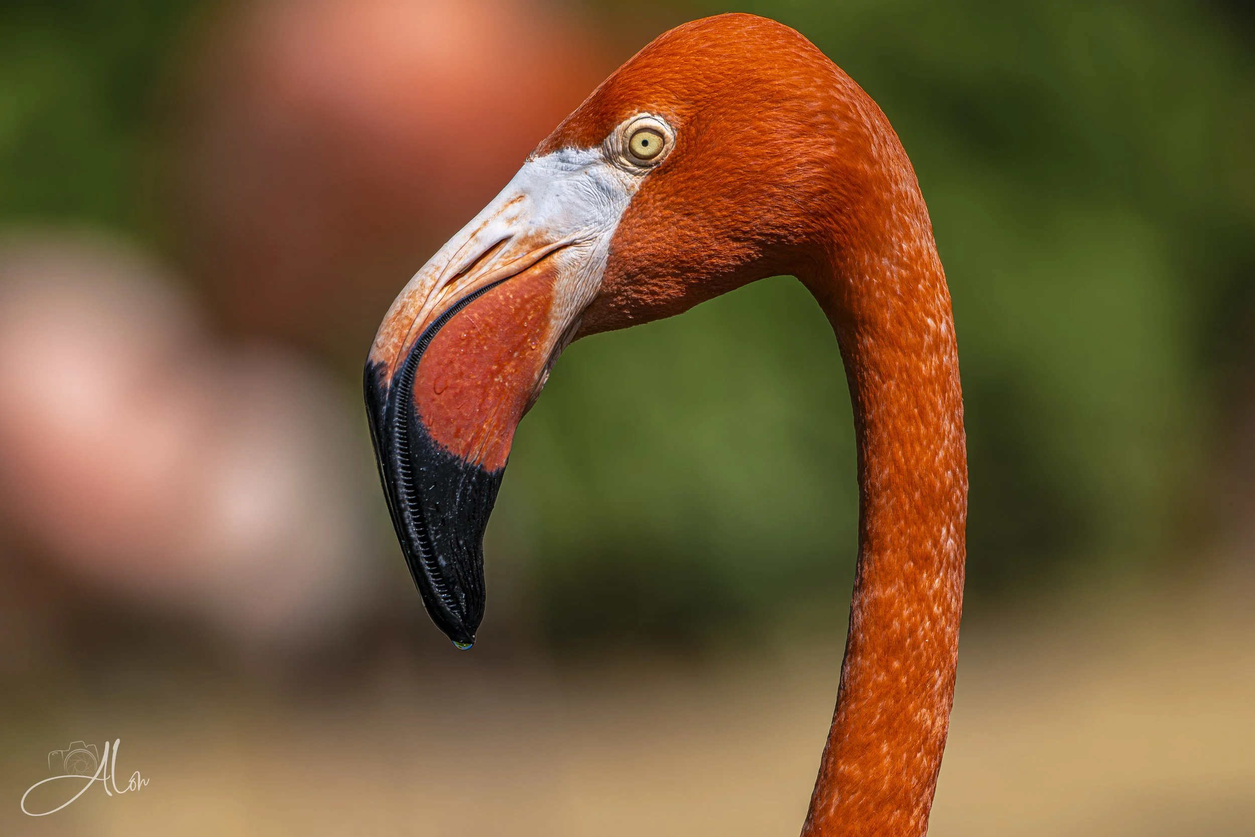 On the Chin (Flamingo) 0Z88618