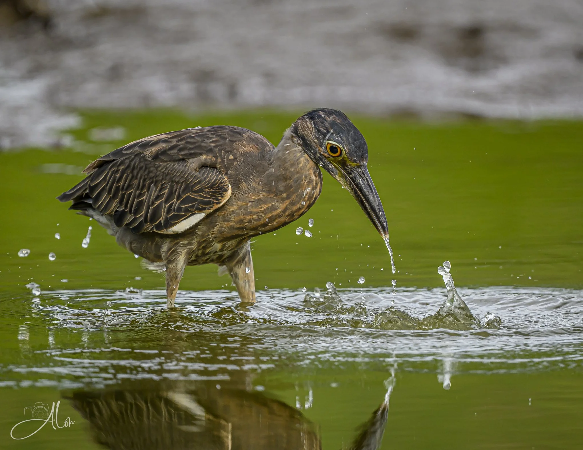 Antifreeze (Yellow-Crowned Night Heron) _0Z84014