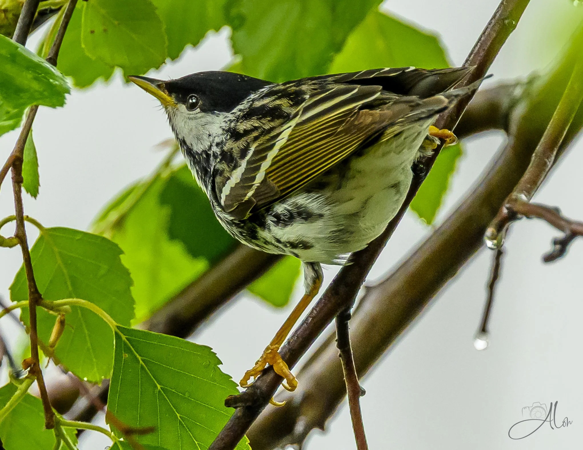 Tan Lines (Blackpoll Warbler) 0Z81691