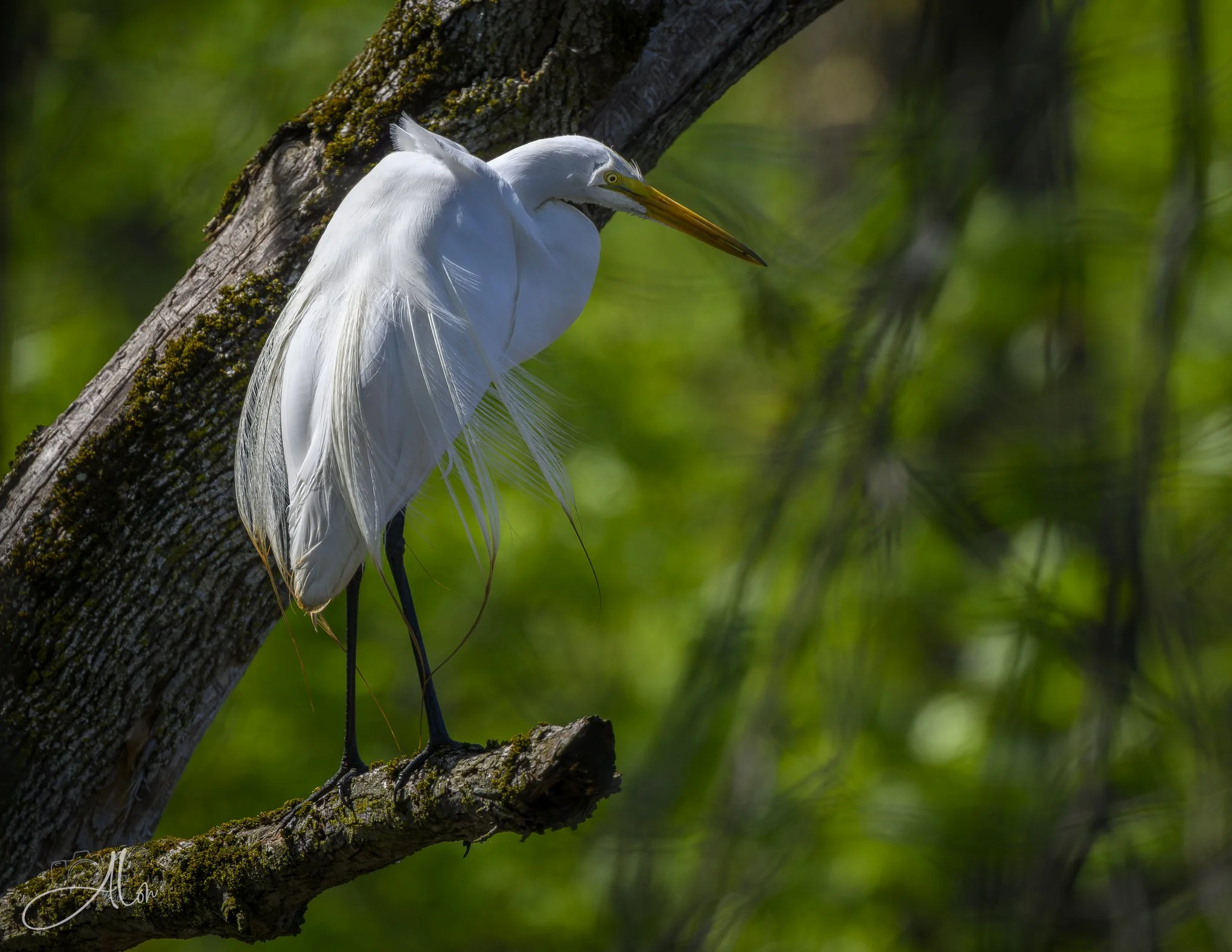 Hypnotic
(Great Egret)
0Z87613
