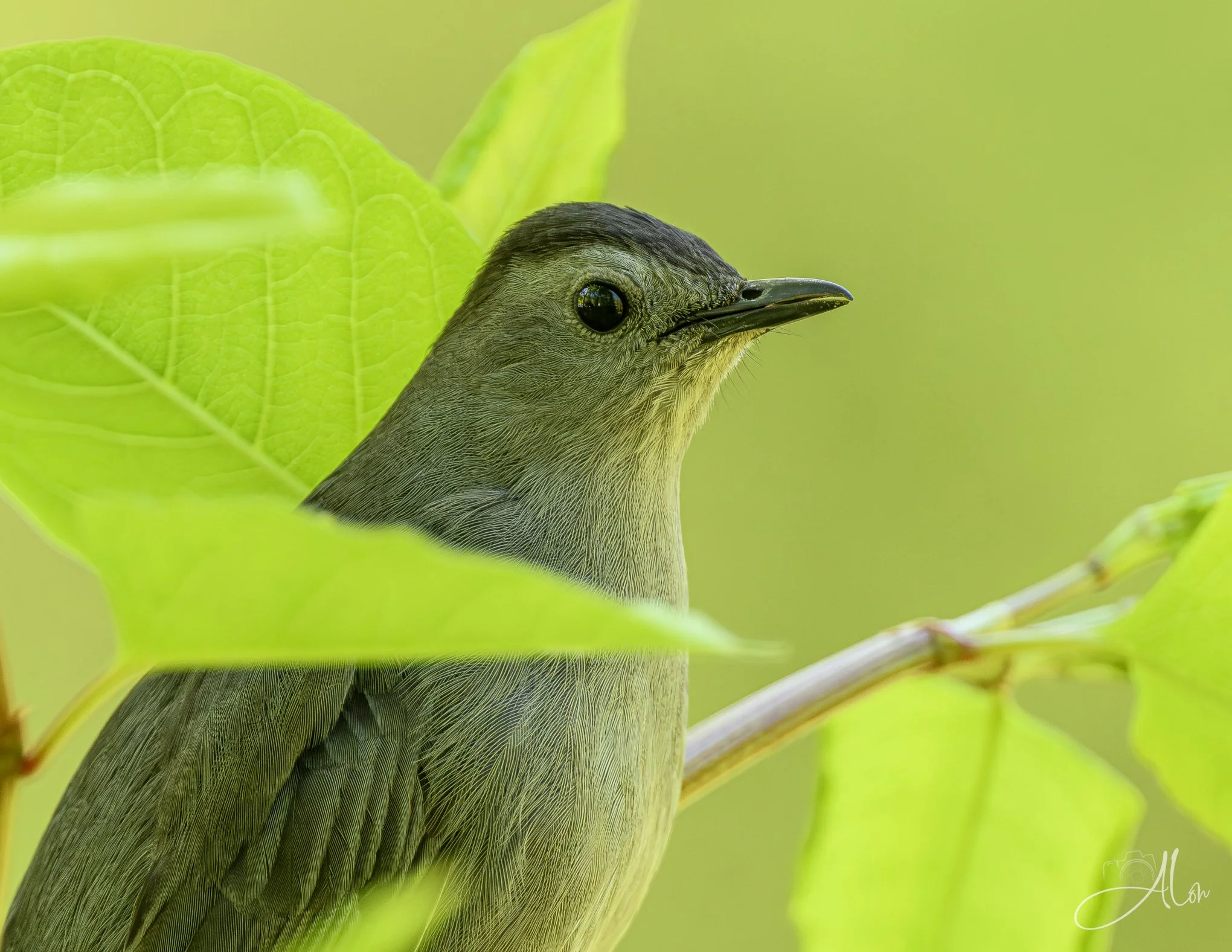Just Leave
(Gray Catbird)
0Z87006