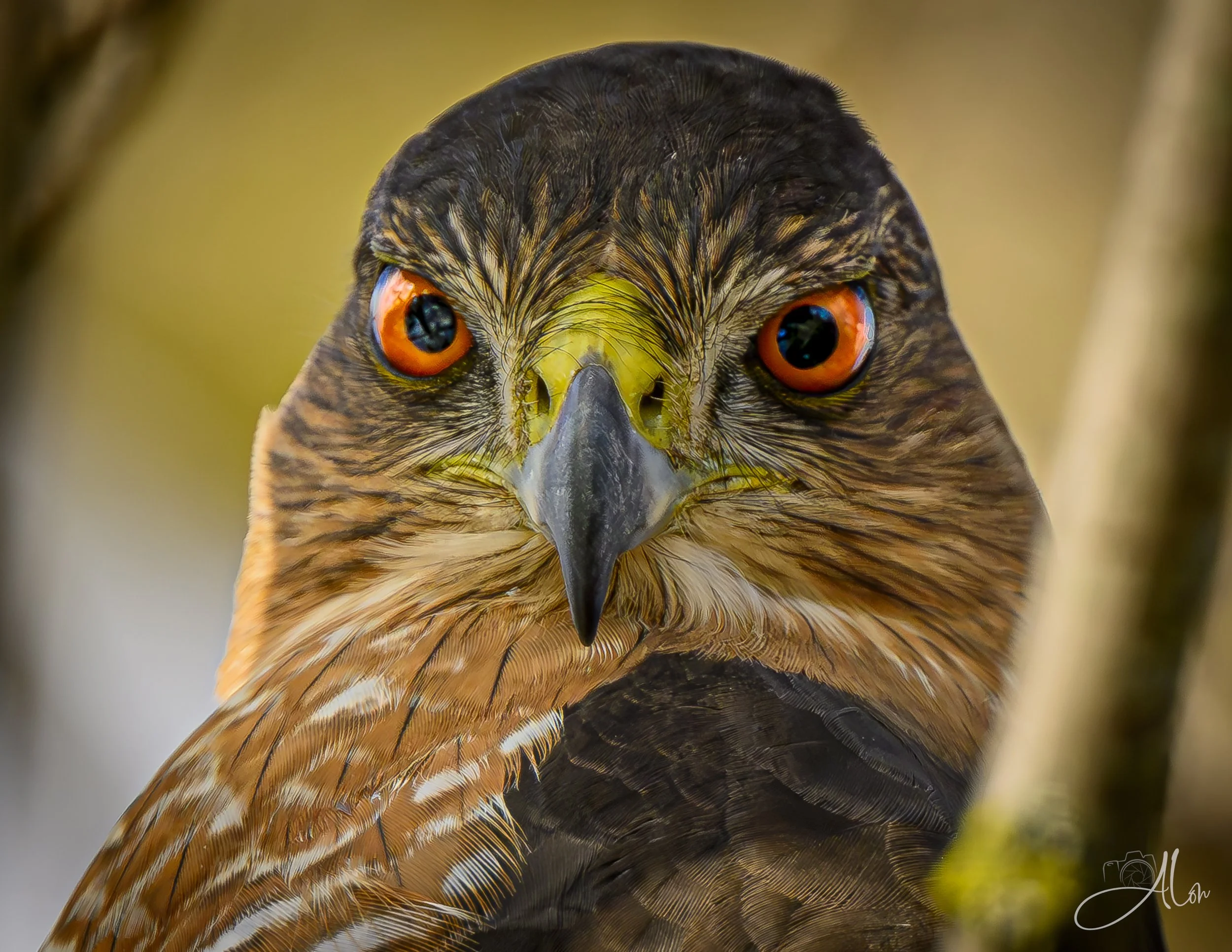 GTFOOH (Cooper's Hawk) 0Z84700