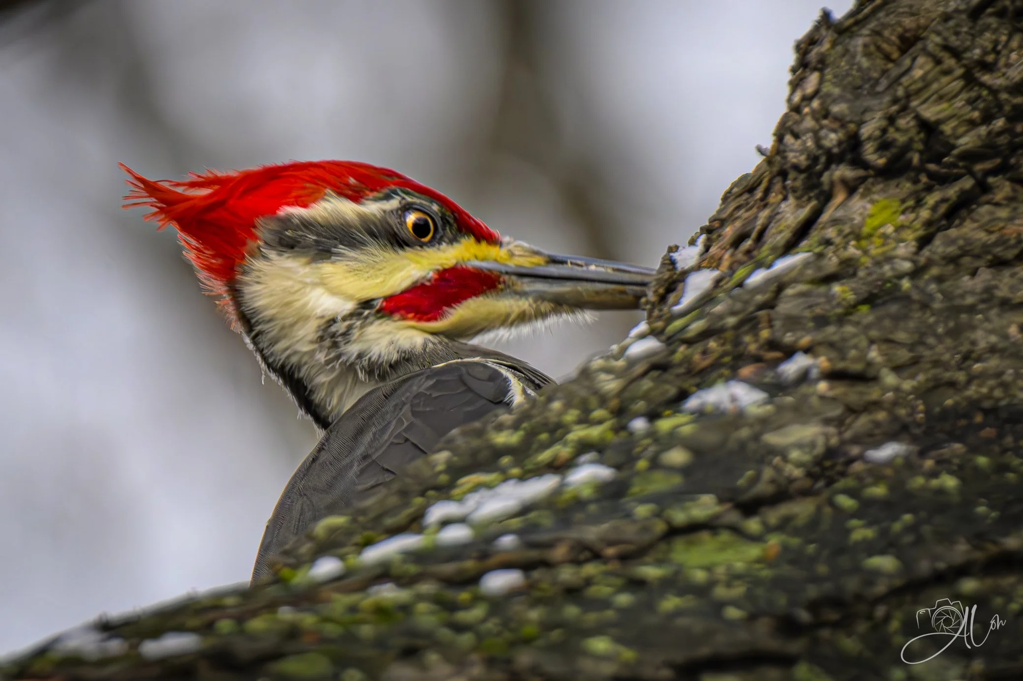 Myopia
(Pileated Woodpecker)
0Z83145