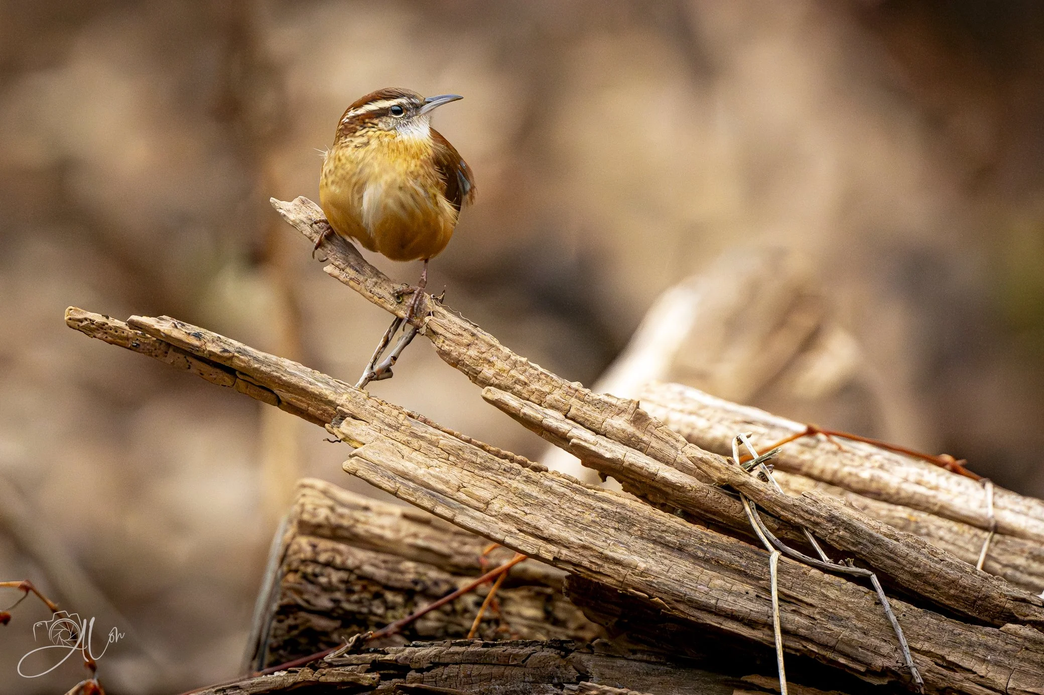 Sinatra
(Carolina Wren)
0Z81757