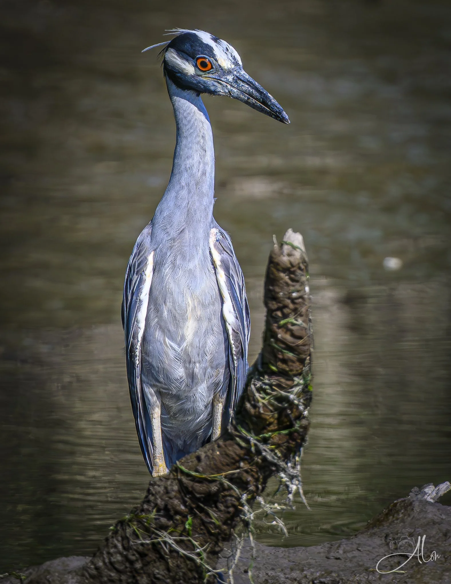 Stalagmite (Yellow-Crowned Night Heron) Z8063026_7895