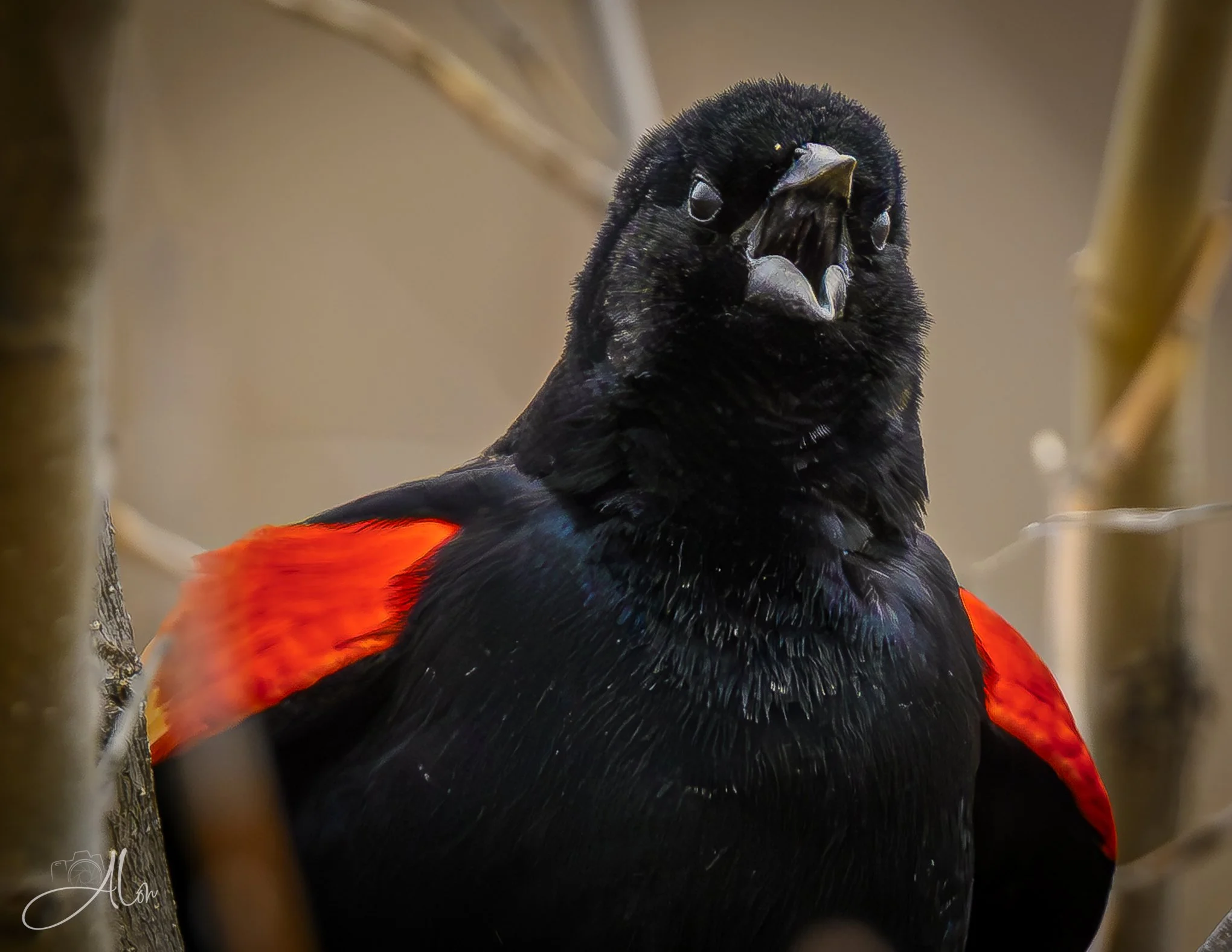 GTFOOH
(Red-Winged Blackbird)
0Z83575