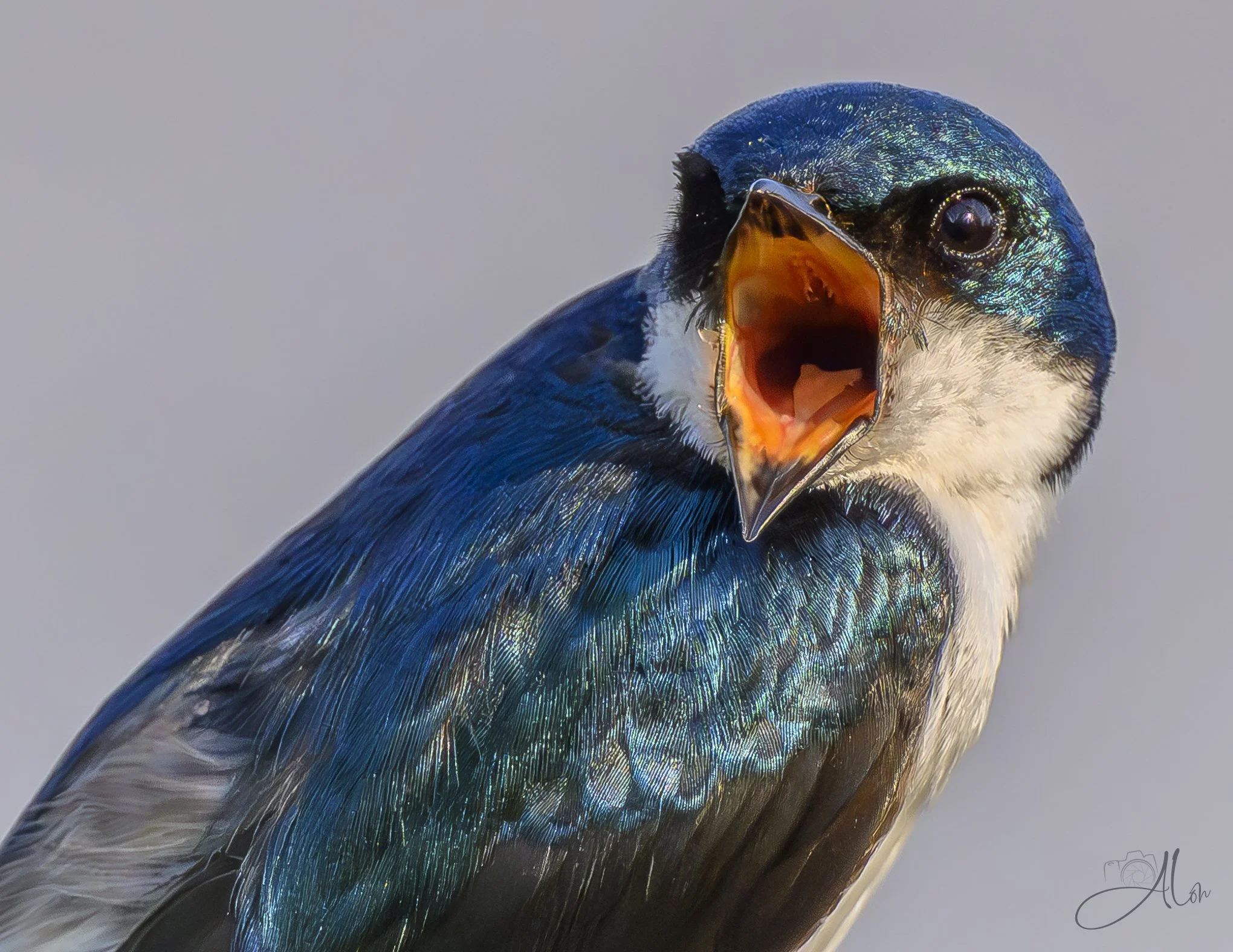 (Tree Swallow)
0Z84566