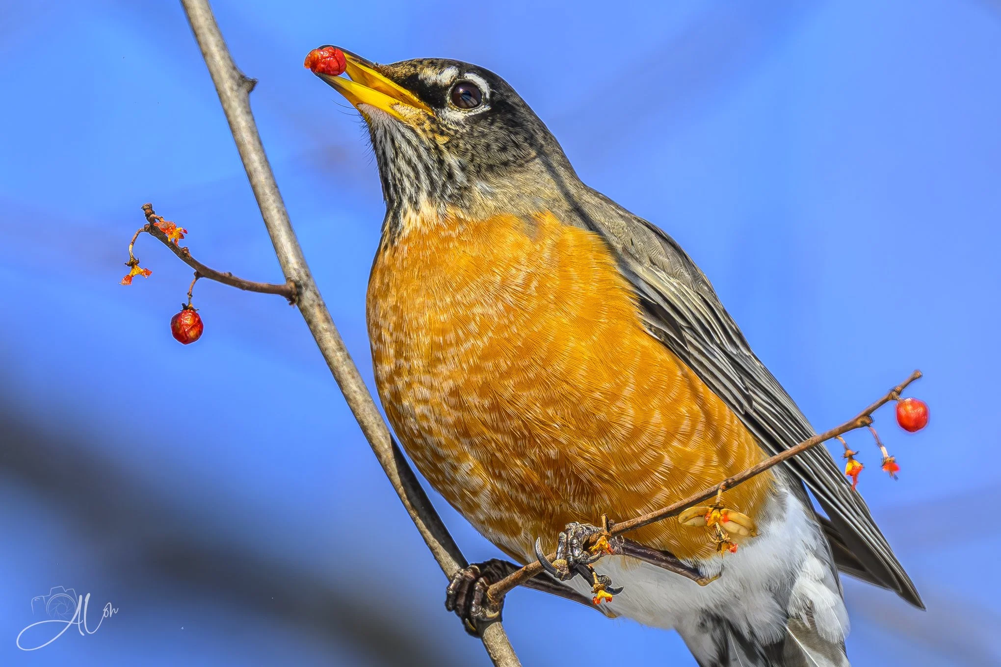 Take the Red Pill
(American Robin)
0Z88625