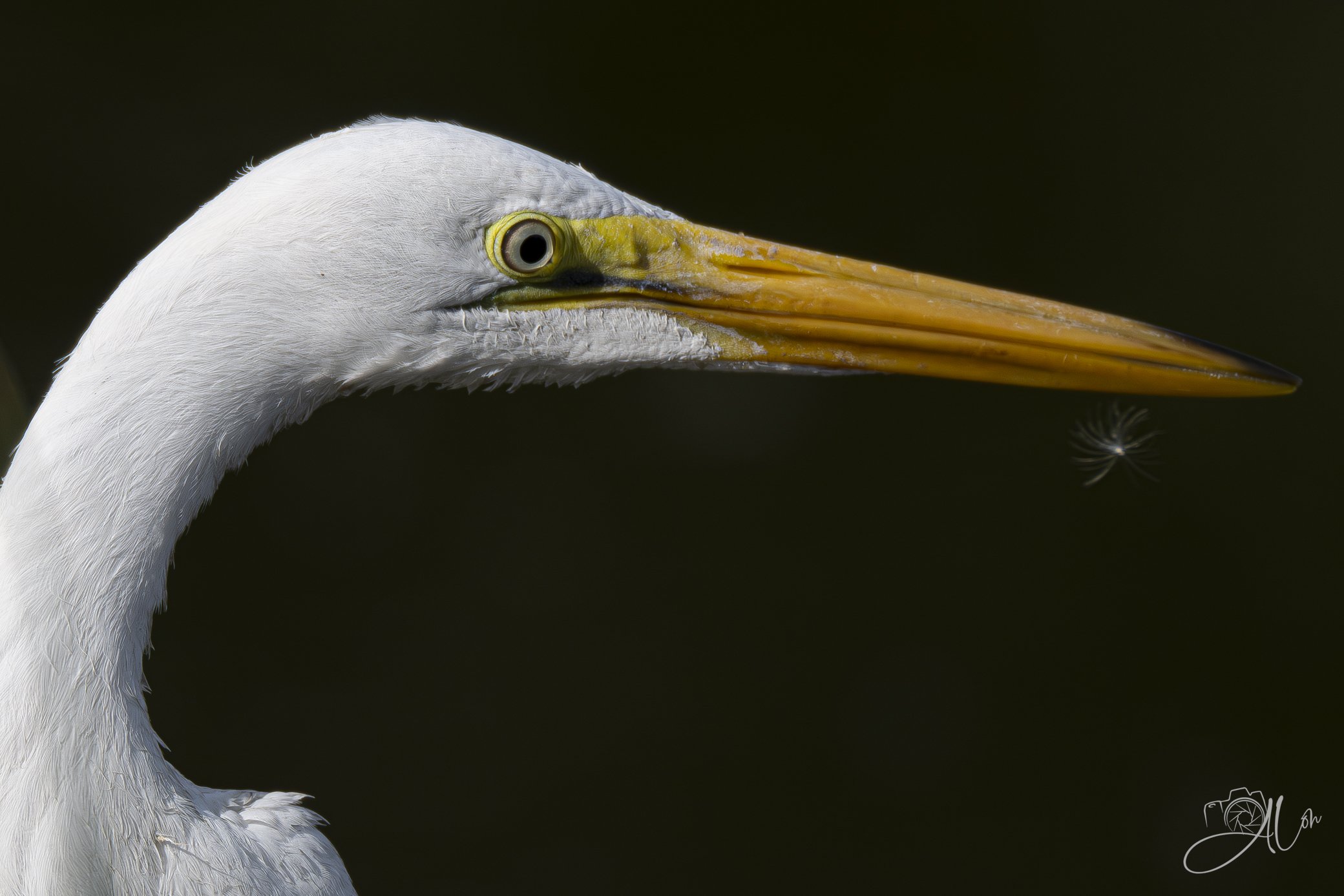 I "Do" have a Point"
(Great Egret)
0Z81303