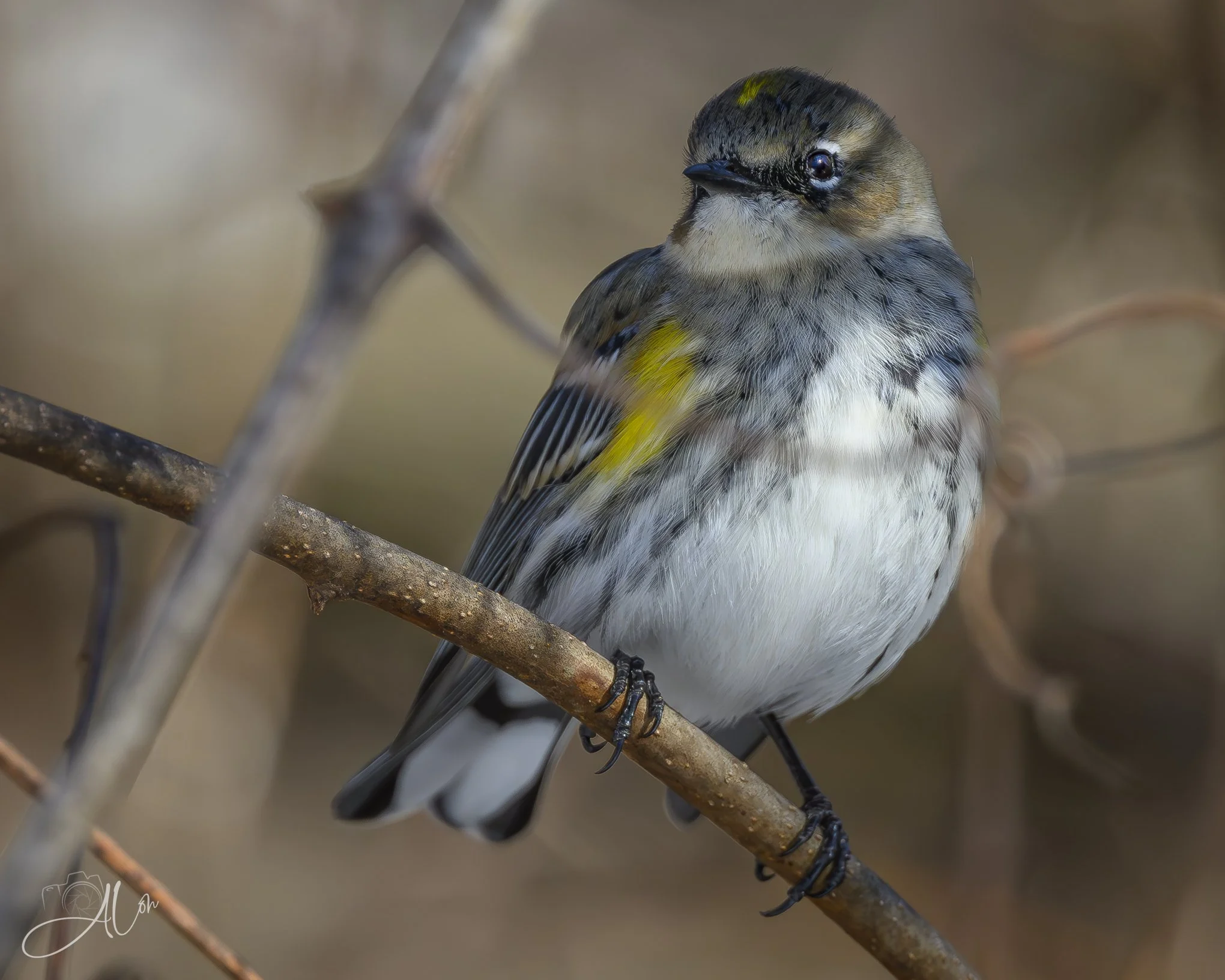 Don't Call Me Yellow!
(Yellow Rumped Warbler)
0Z89978