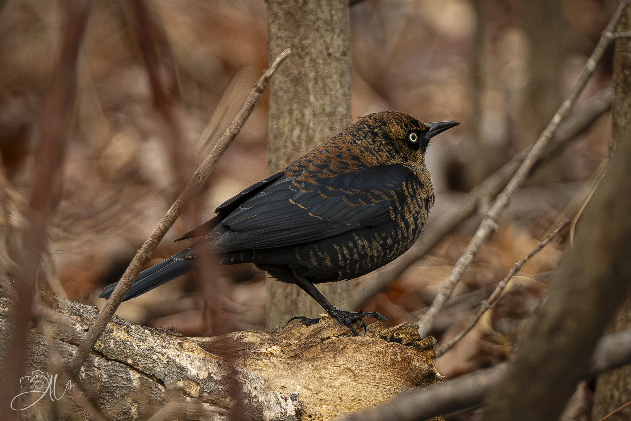 Old Ironsides
(Rusty Blackbird)
0Z82492