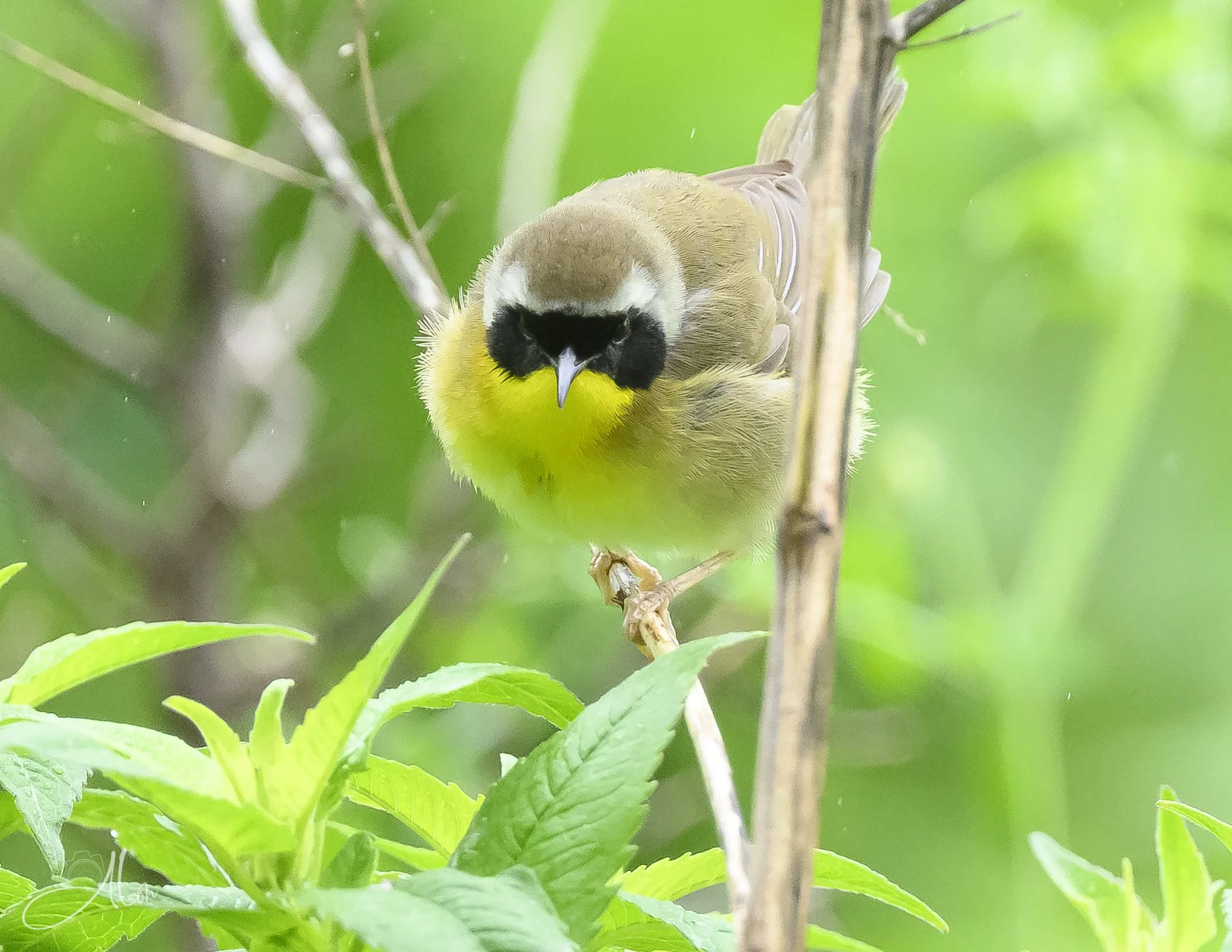 Blindfolded (Common Yellowthroat) 0Z81506