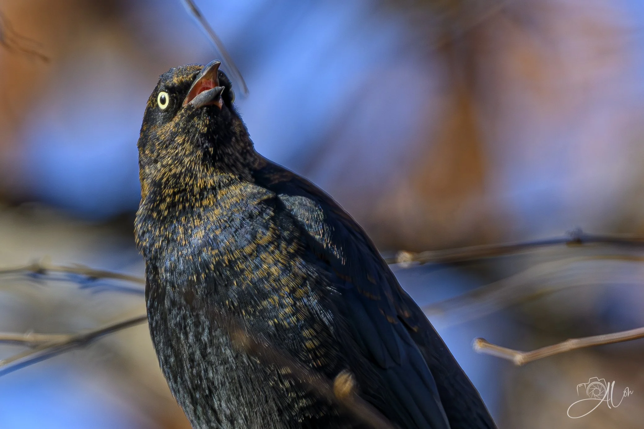 Hark! Who Goes There?
(Rusty Blackbird)
0Z89200