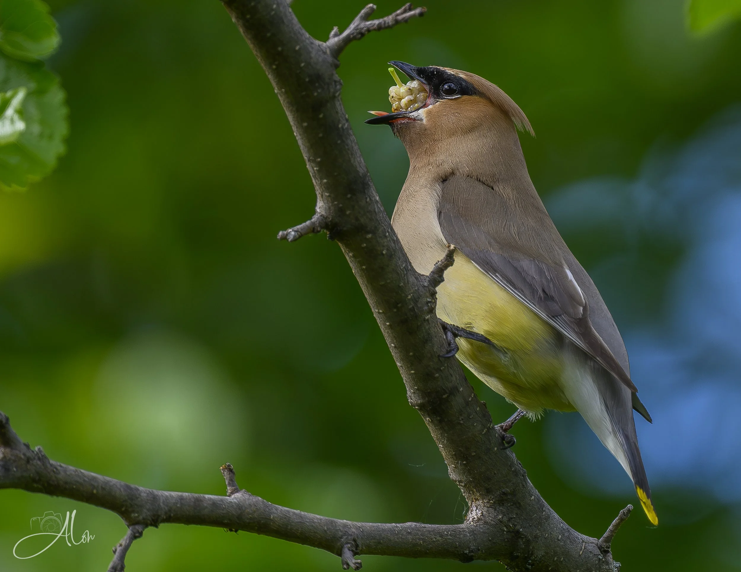 Cedar Waxwing