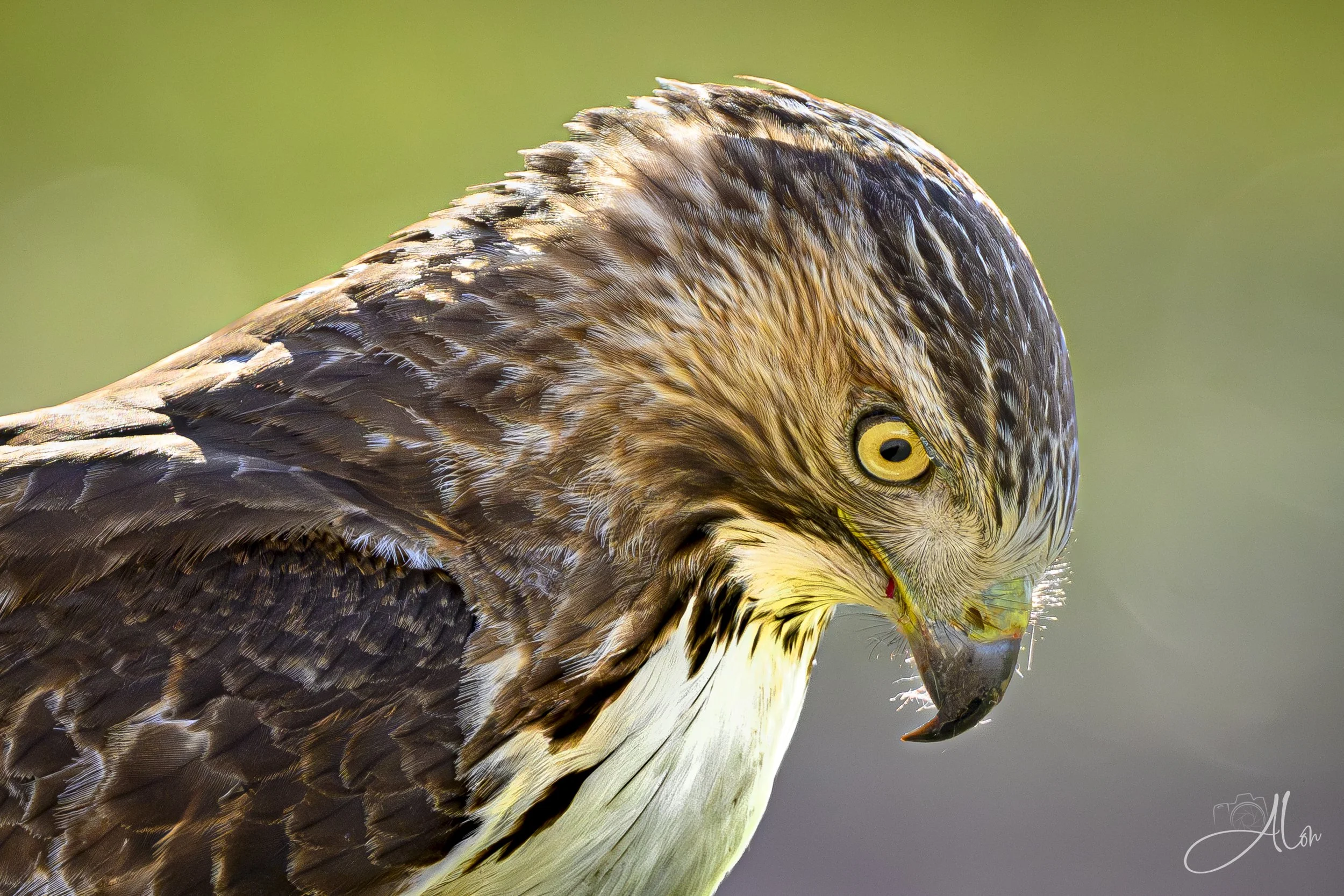 Dejected (Red-Tailed Hawk) 0Z81378