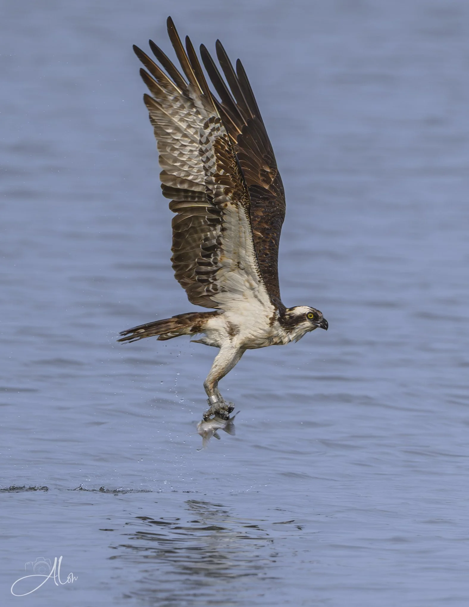 He Ain't Heavy (Osprey) Z8062626_2784