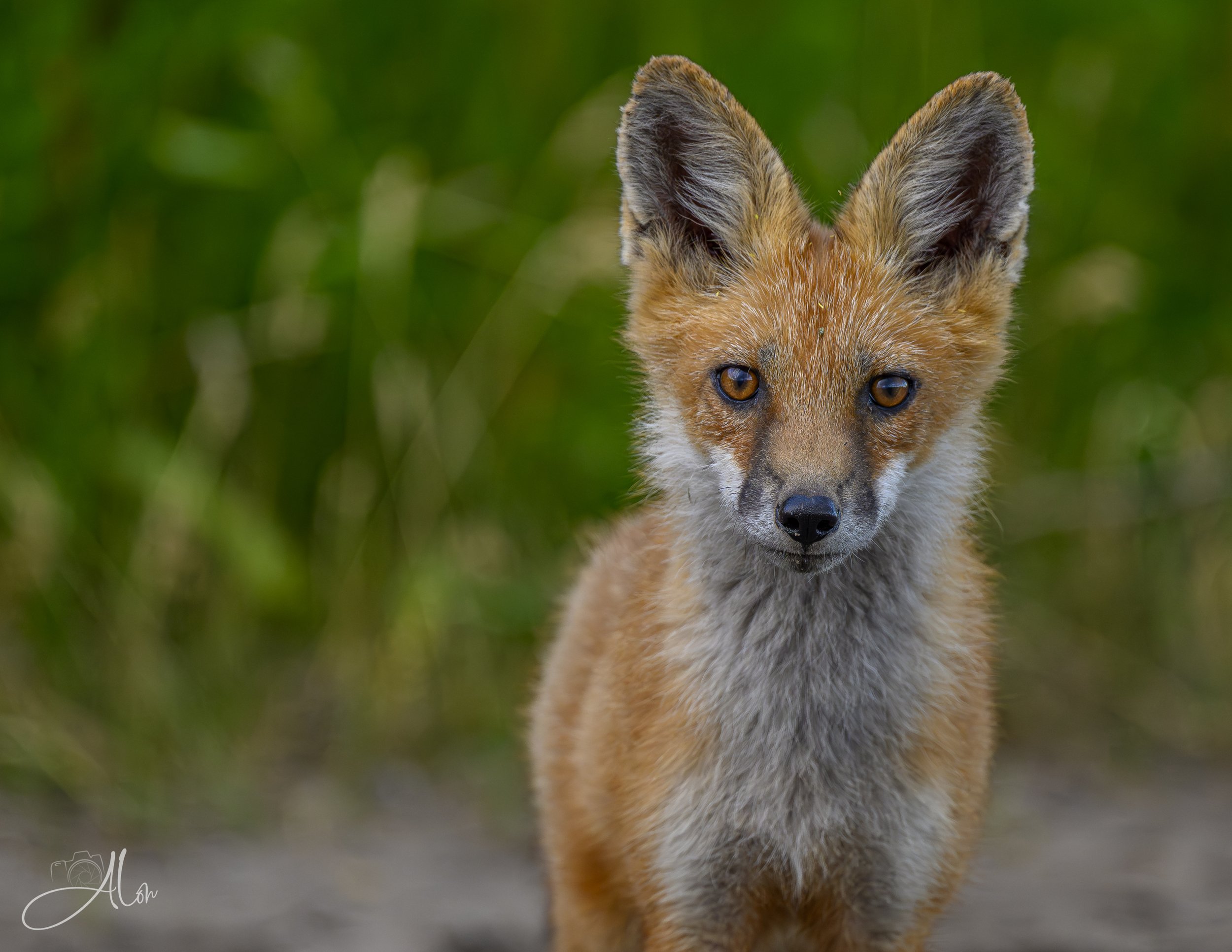 Red Fox