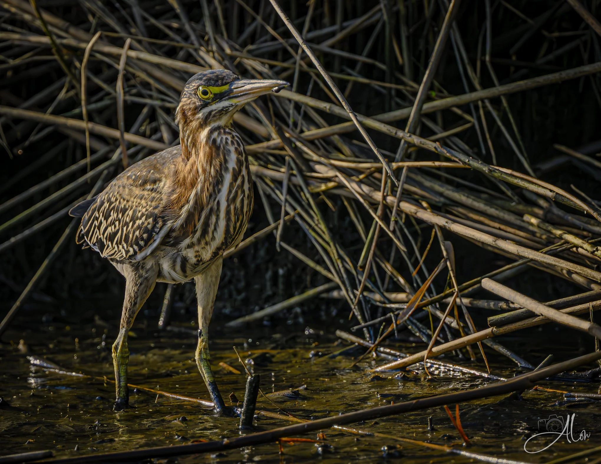 Like a Rail (Green Heron) 082826_4618