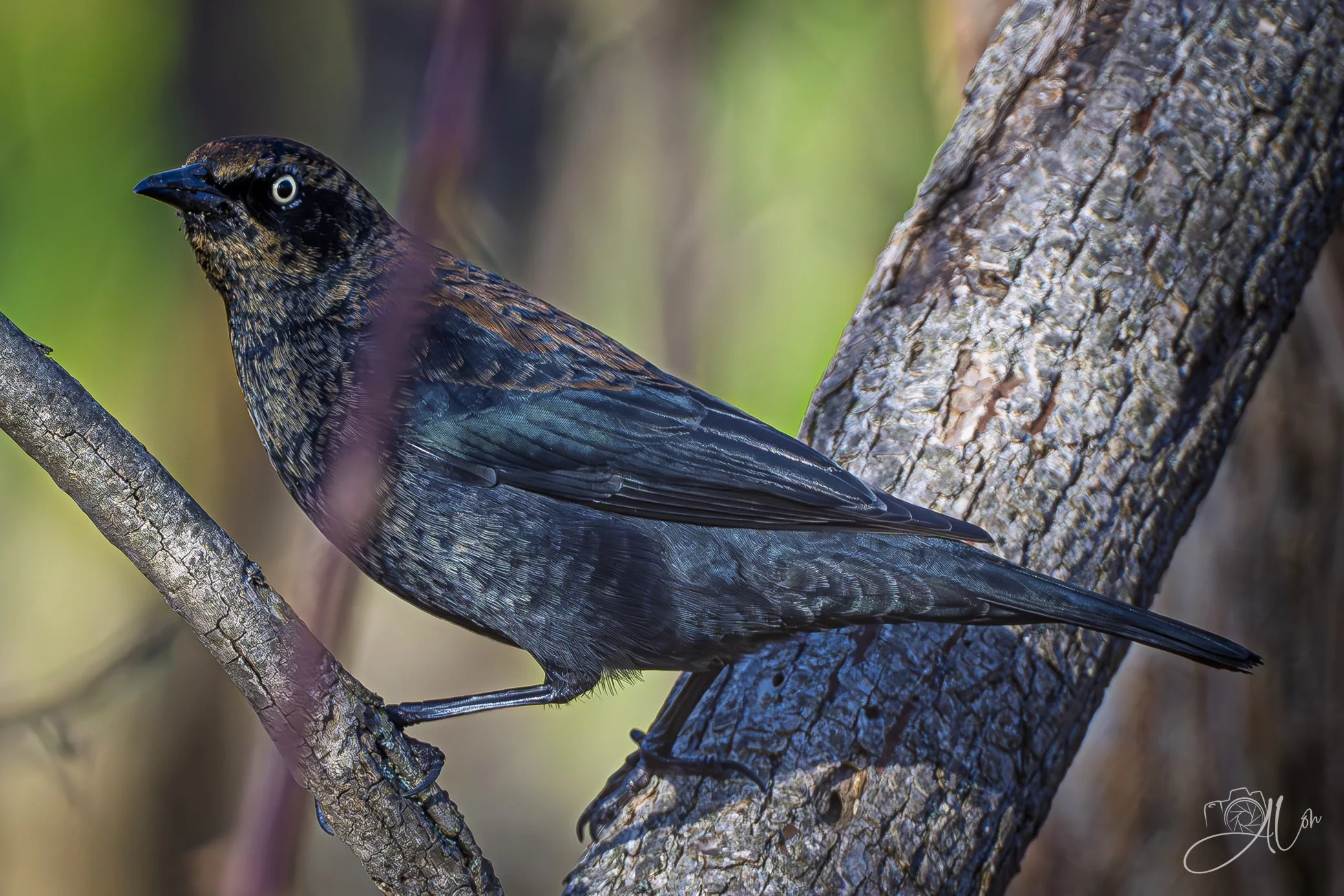 How Long Will I stick Around?
(Rusty Blackbird)
0Z80810