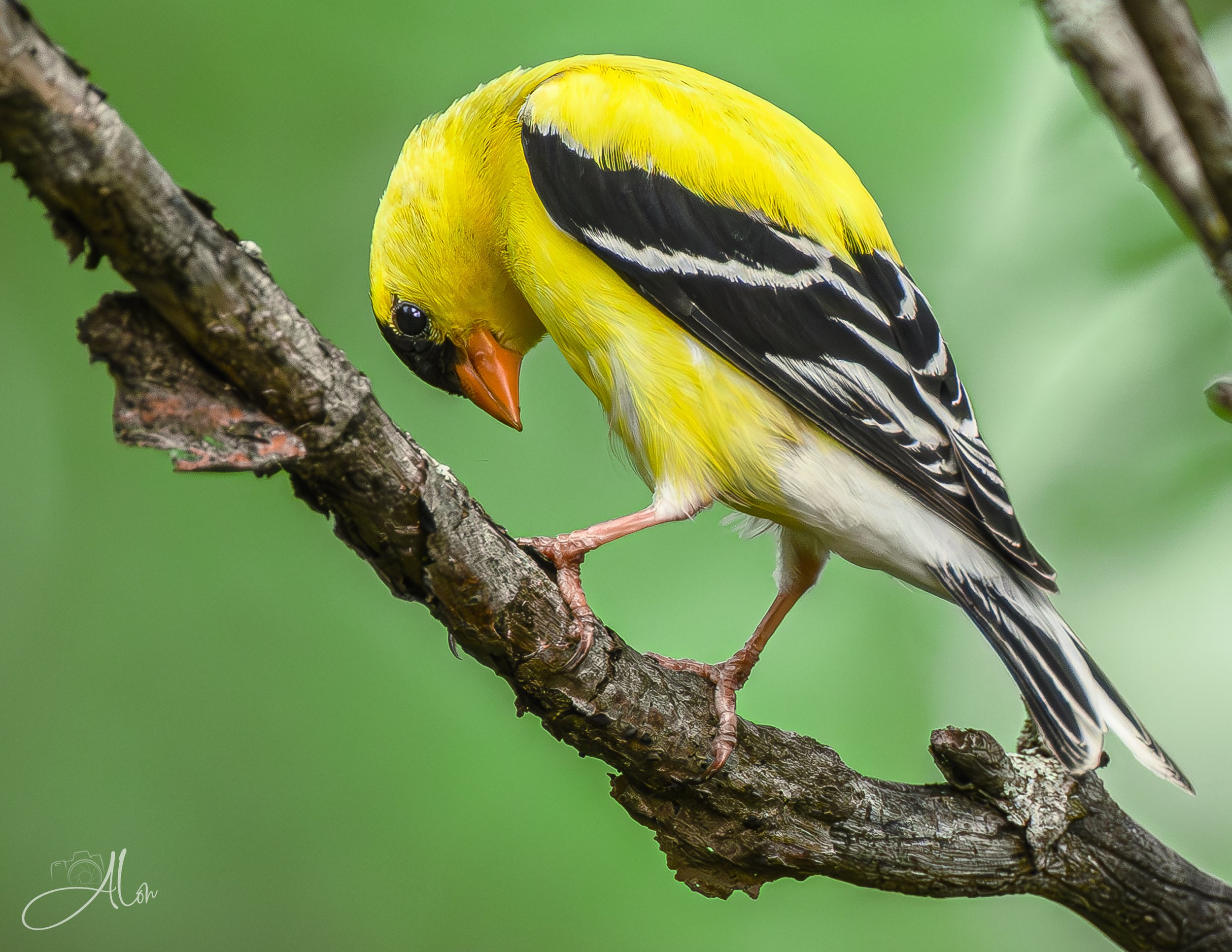 American Goldfinch