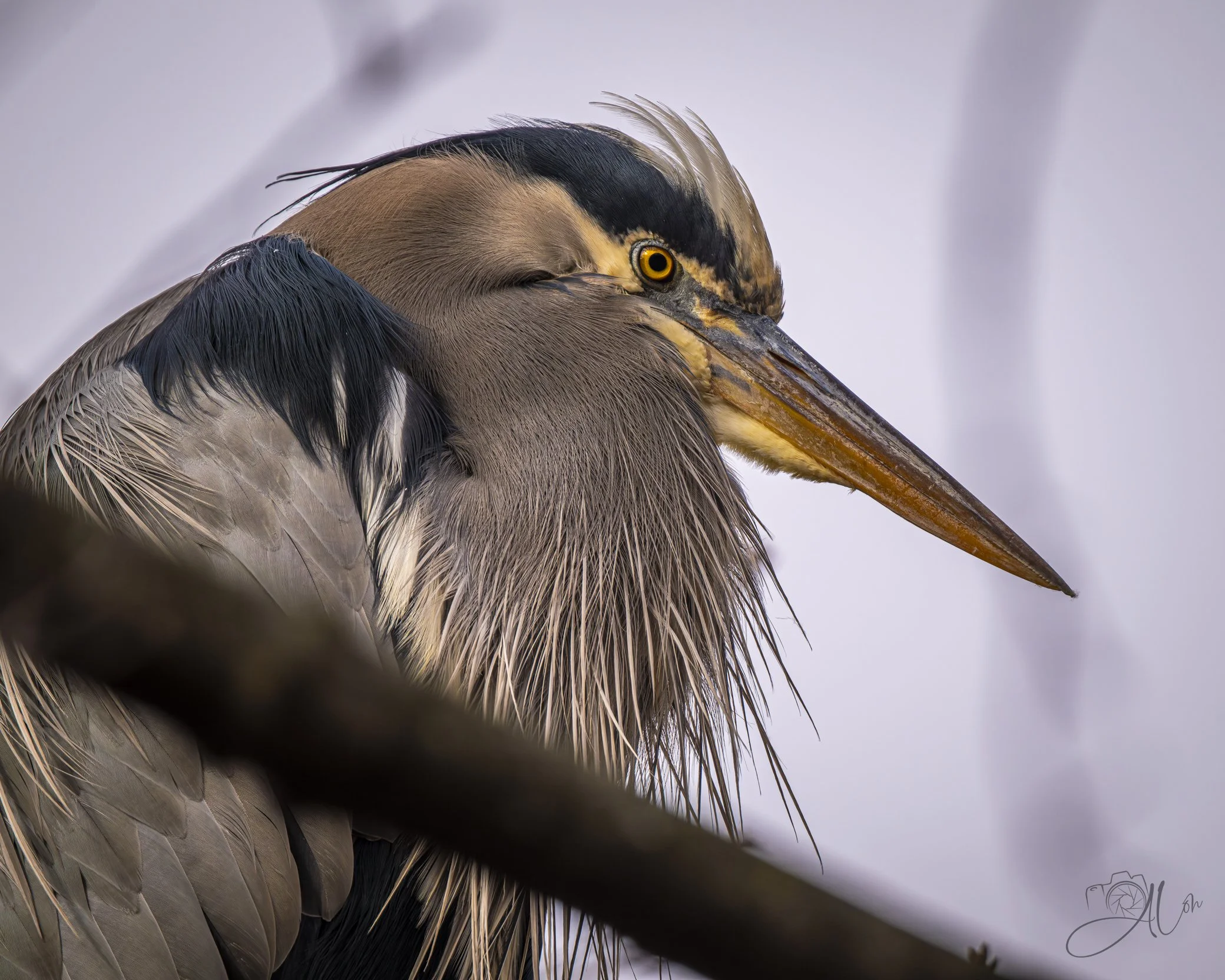Methusela
(Great Blue Heron)
0Z83342