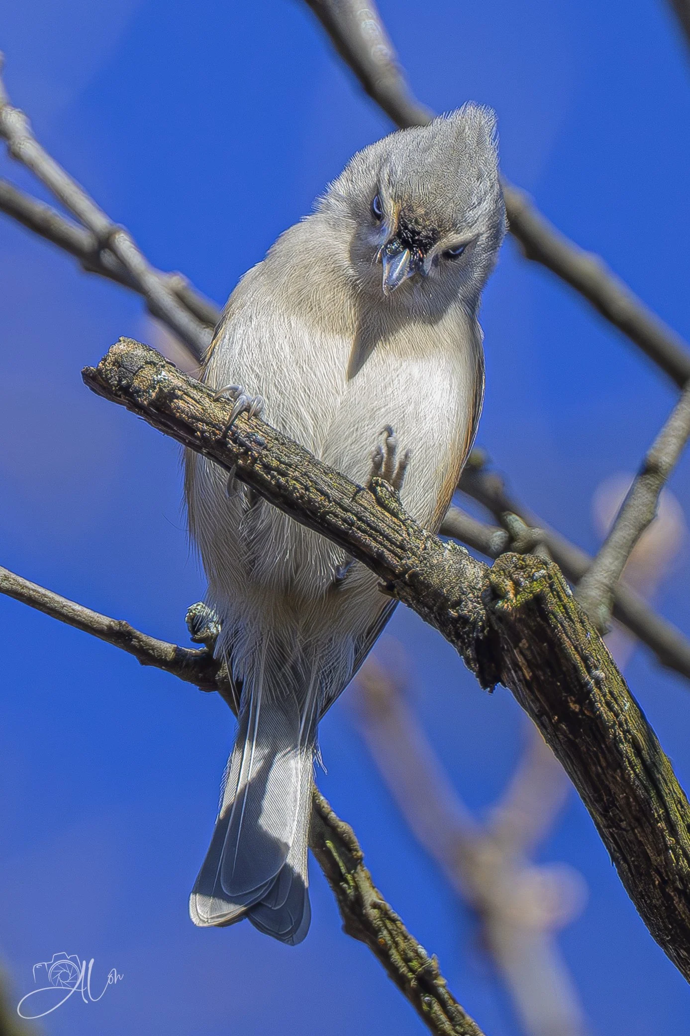 High-Keyed
(Tufted Titmouse)
0Z81604