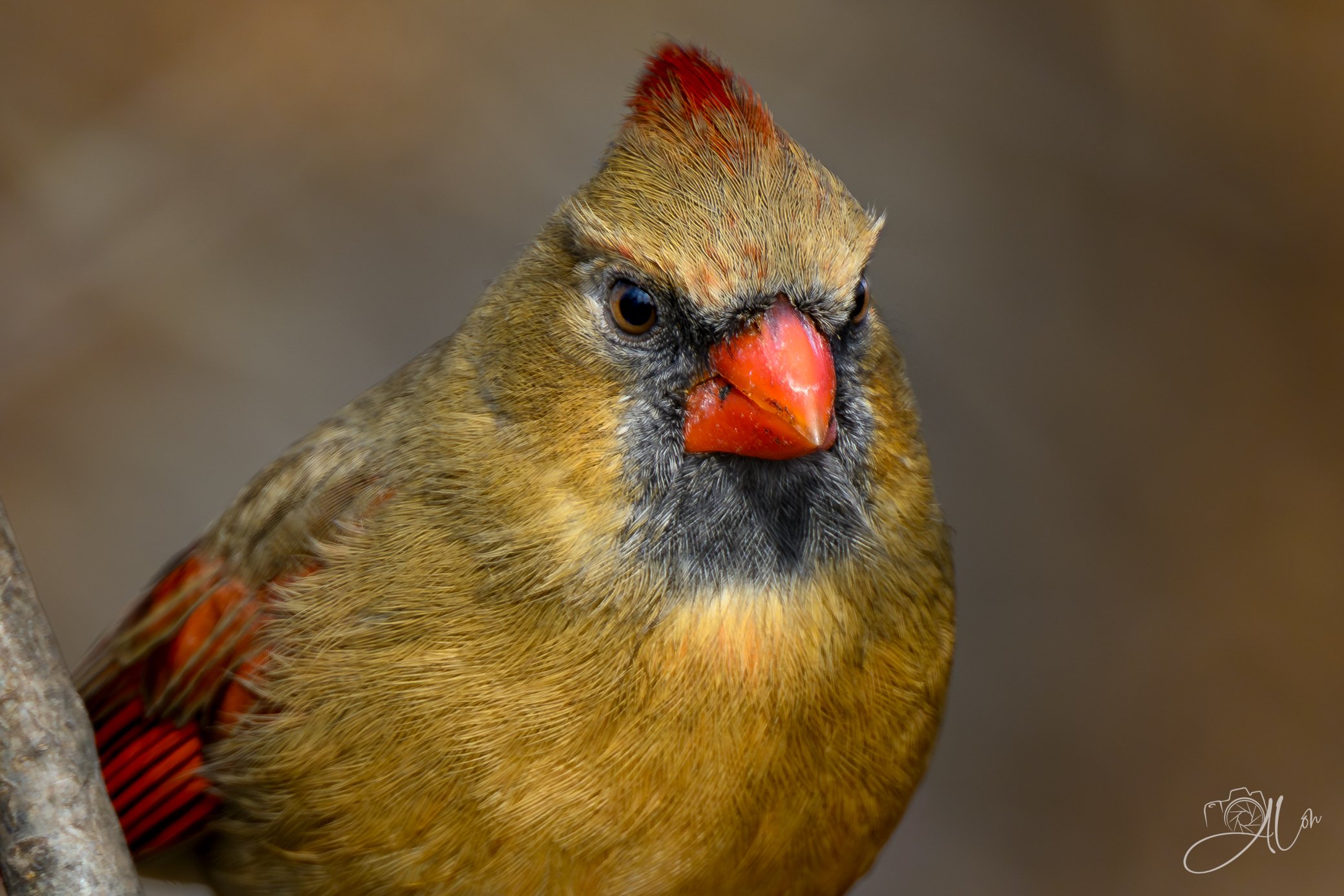 Intensity
(Northern Cardinal)
0Z86392